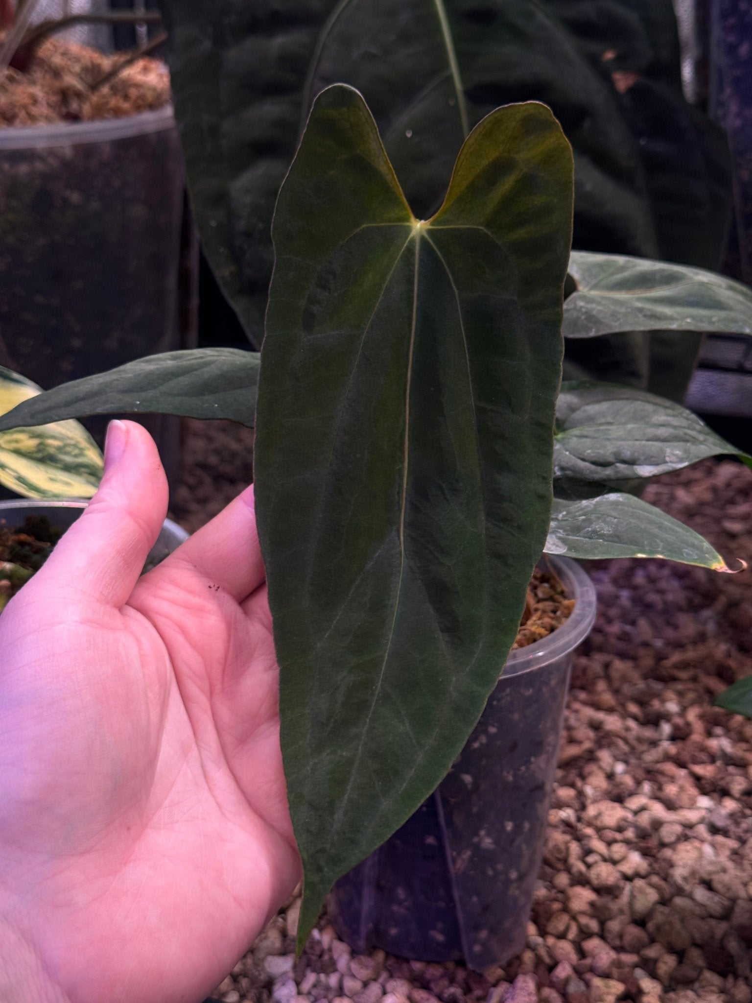 Anthurium Papillilaminum ‘Marie’ - Clone - SMUKHI