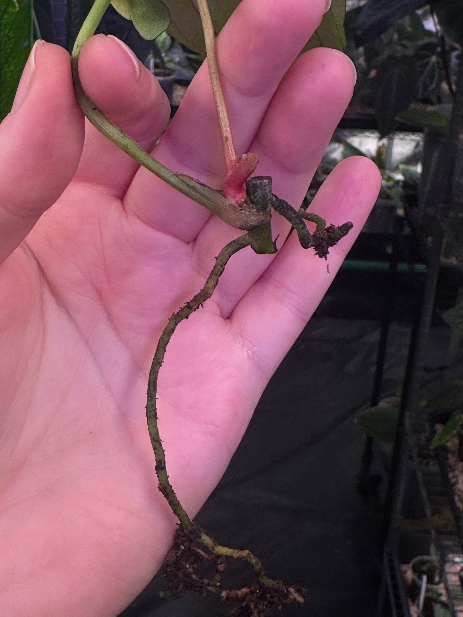 Anthurium Papillilaminum ‘Marie’ - Clone - SMUKHI