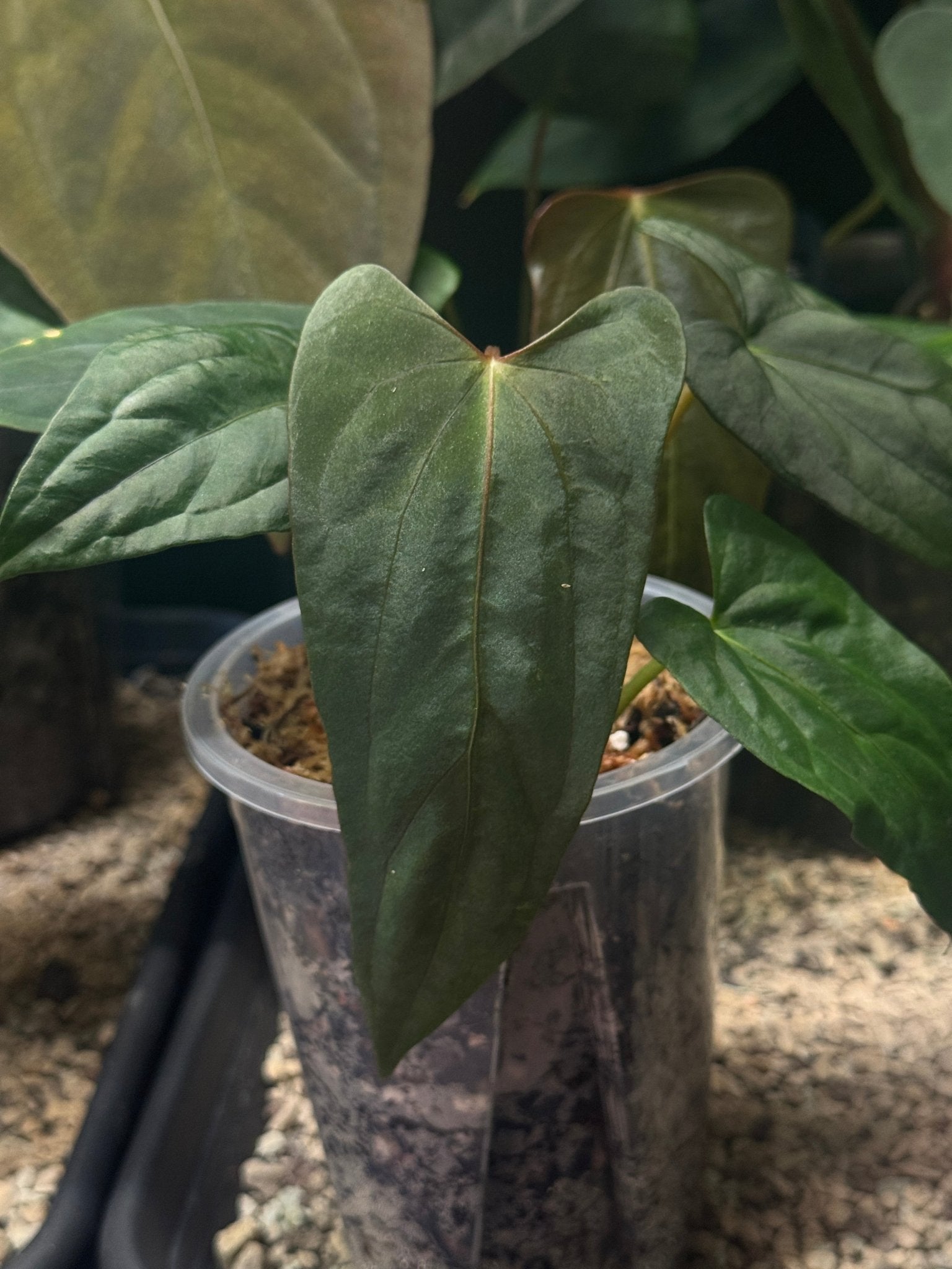 Anthurium Papillilaminum ‘Marie’ - SMUKHI