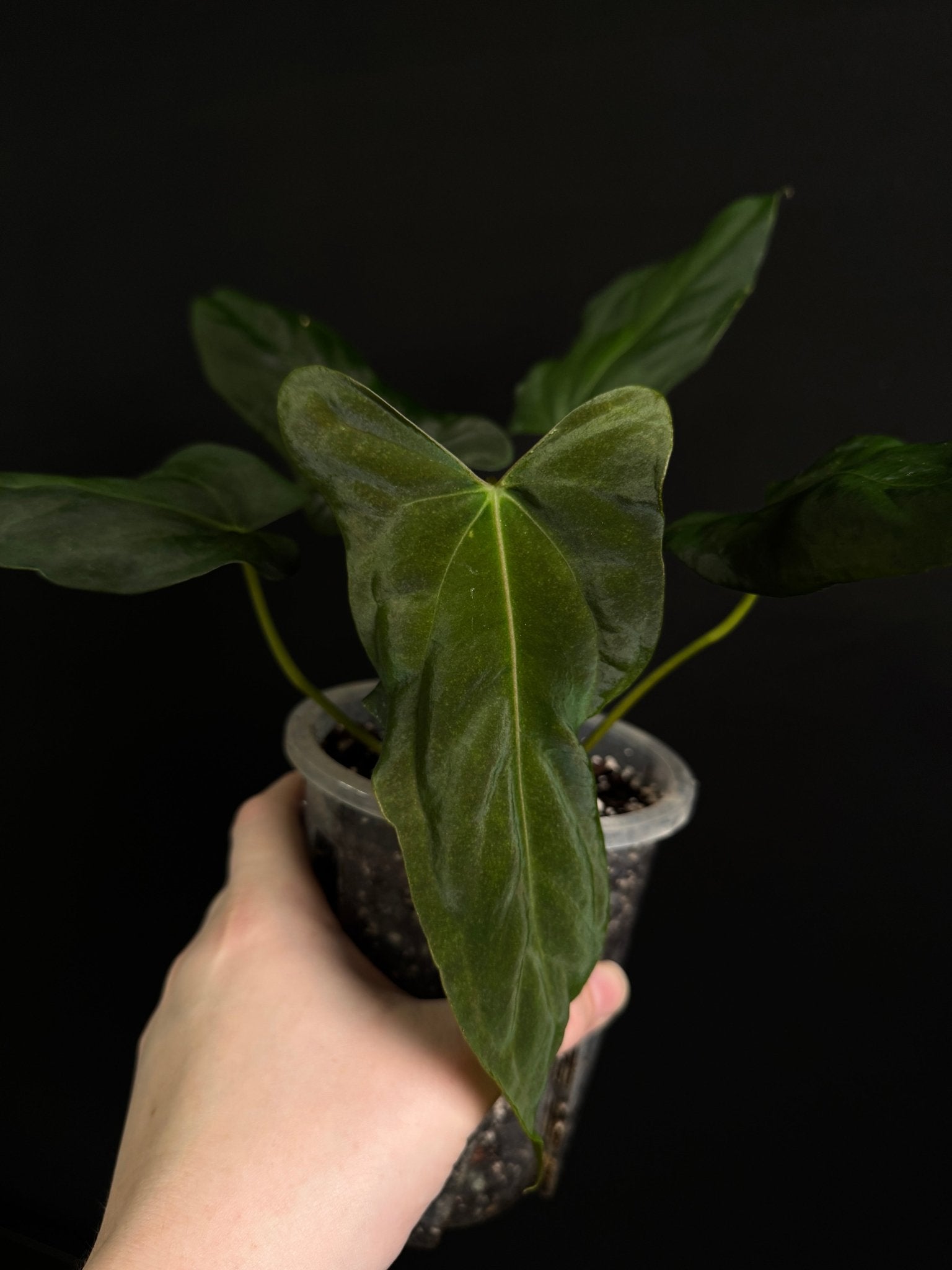 Anthurium Papillilaminum ‘Marie’ x RLxFS ‘Grim Reaper’ - SMUKHI