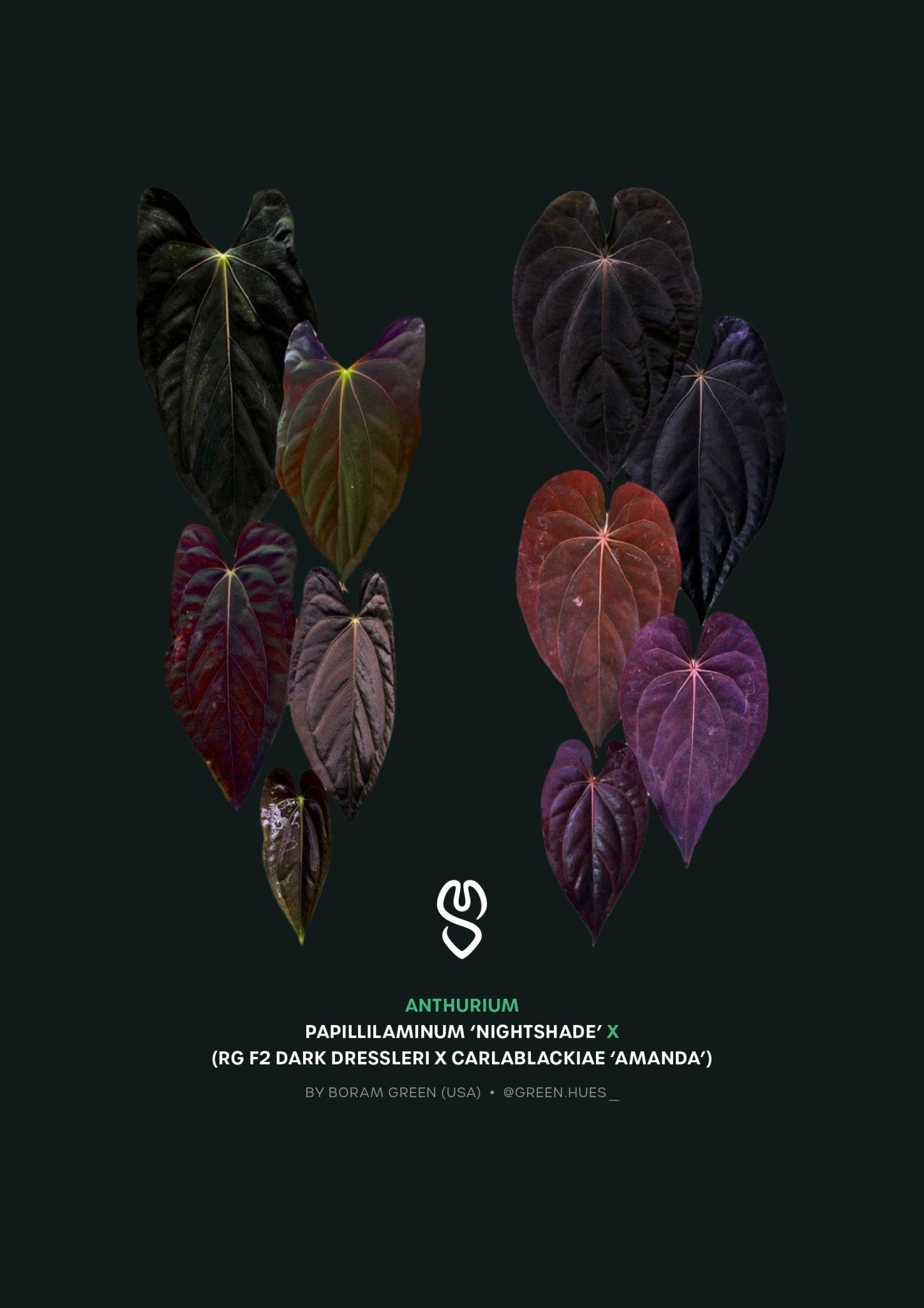 Anthurium Papillilaminum 'Nightshade' x (RG F2 Dark Dressleri x Carlablackiae 'Amanda') - SMUKHI