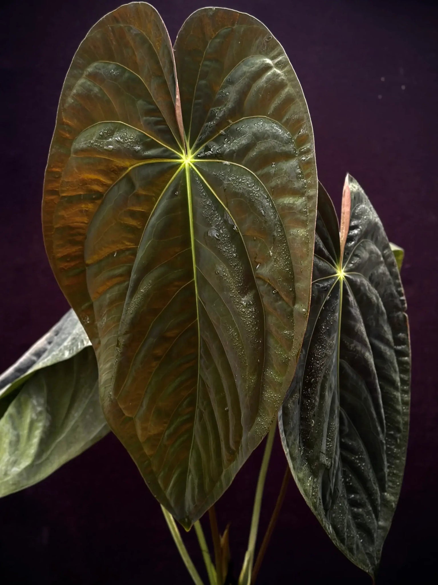 Anthurium Papillilaminum RA5 x Carlablackiae PM1 - Seedling - SMUKHI