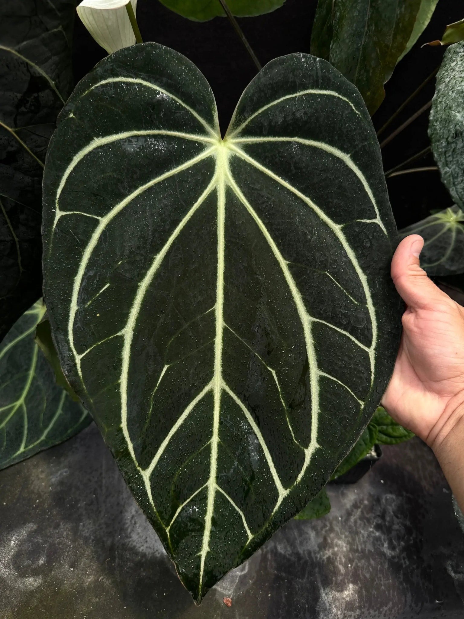 Anthurium Papillilaminum RA5 x Carlablackiae PM1 - Seedling - SMUKHI