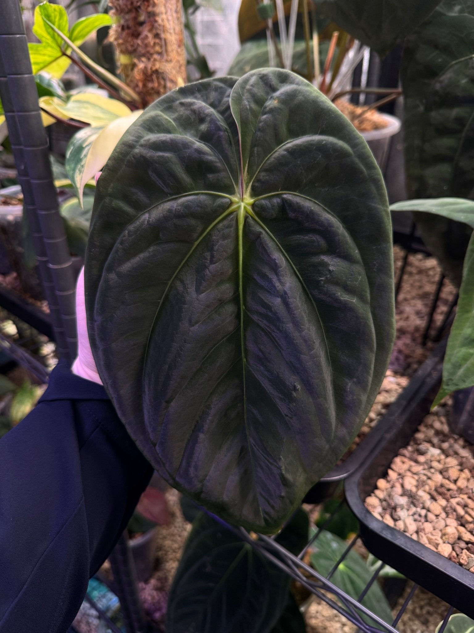 Anthurium Papillilaminum RA5 x ‘Swamp Bunny’ - Clone - SMUKHI