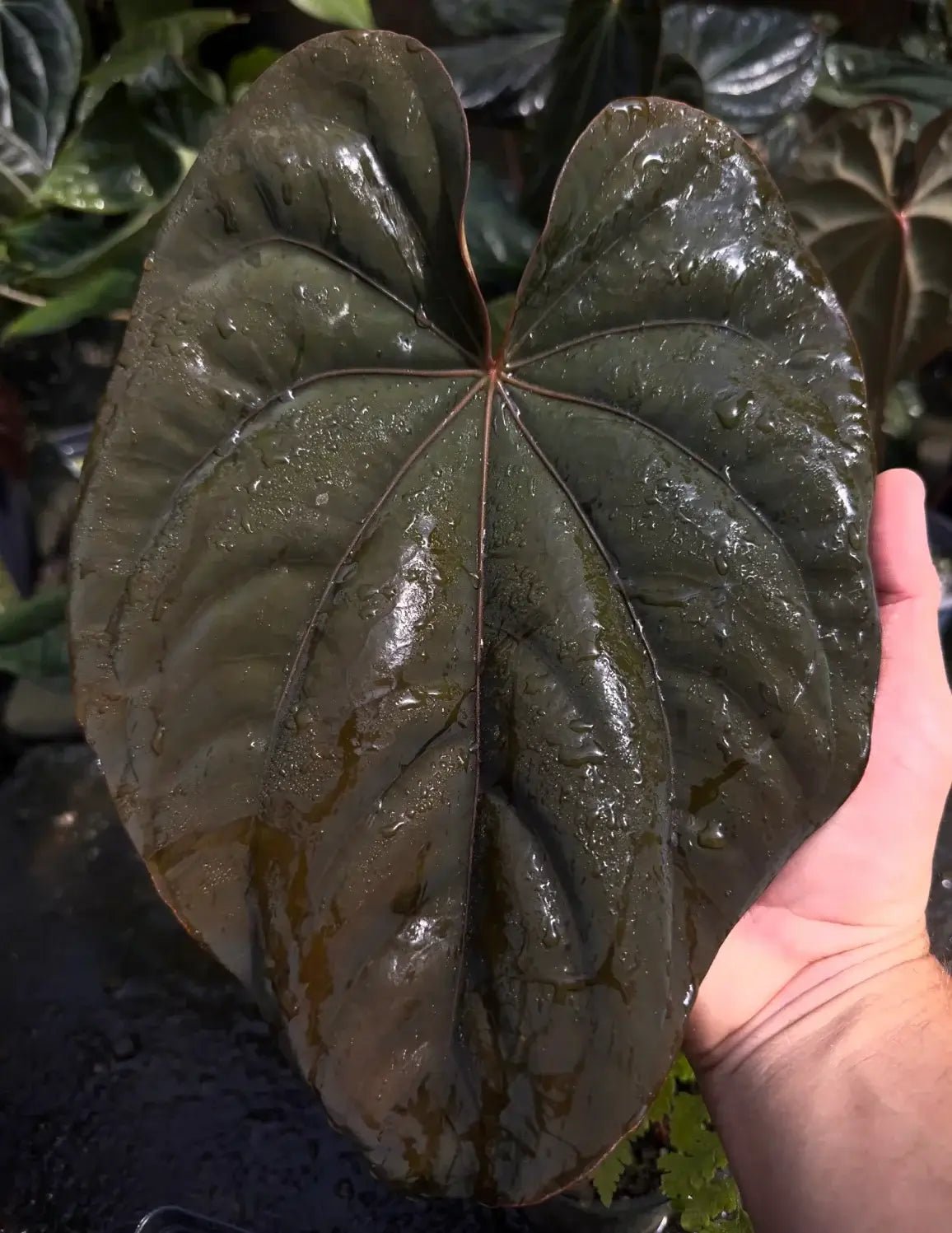 Anthurium Papillilaminum RA6 x Dressleri PM2 - Seedling - SMUKHI