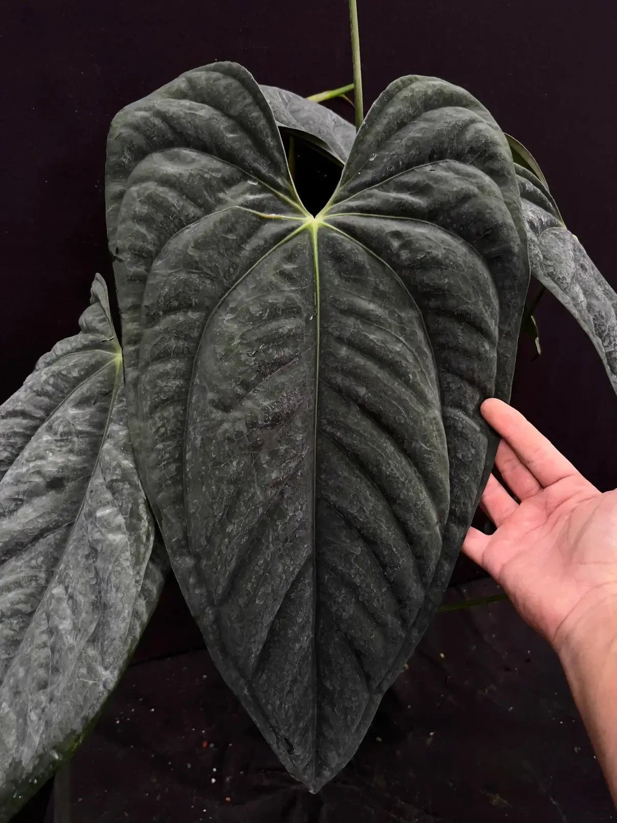 Anthurium Papillilaminum RA6 x Dressleri PM2 - Seedling - SMUKHI