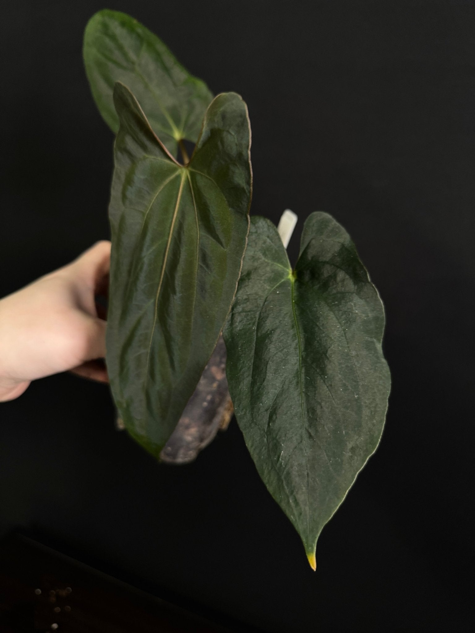 Anthurium Papillilaminum RLxFS ‘Dagger’ - SMUKHI