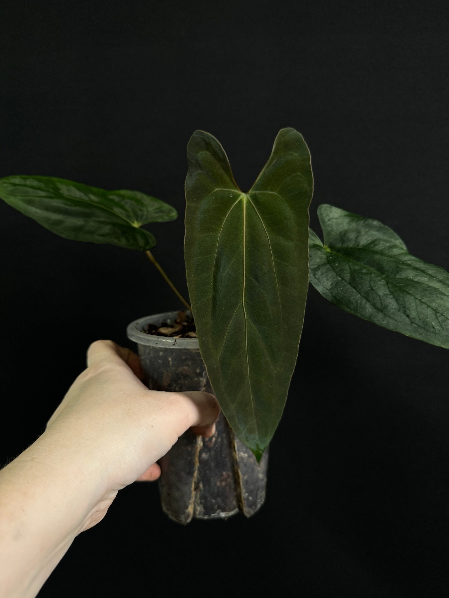 Anthurium Papillilaminum RLxFS ‘Dagger’ - SMUKHI