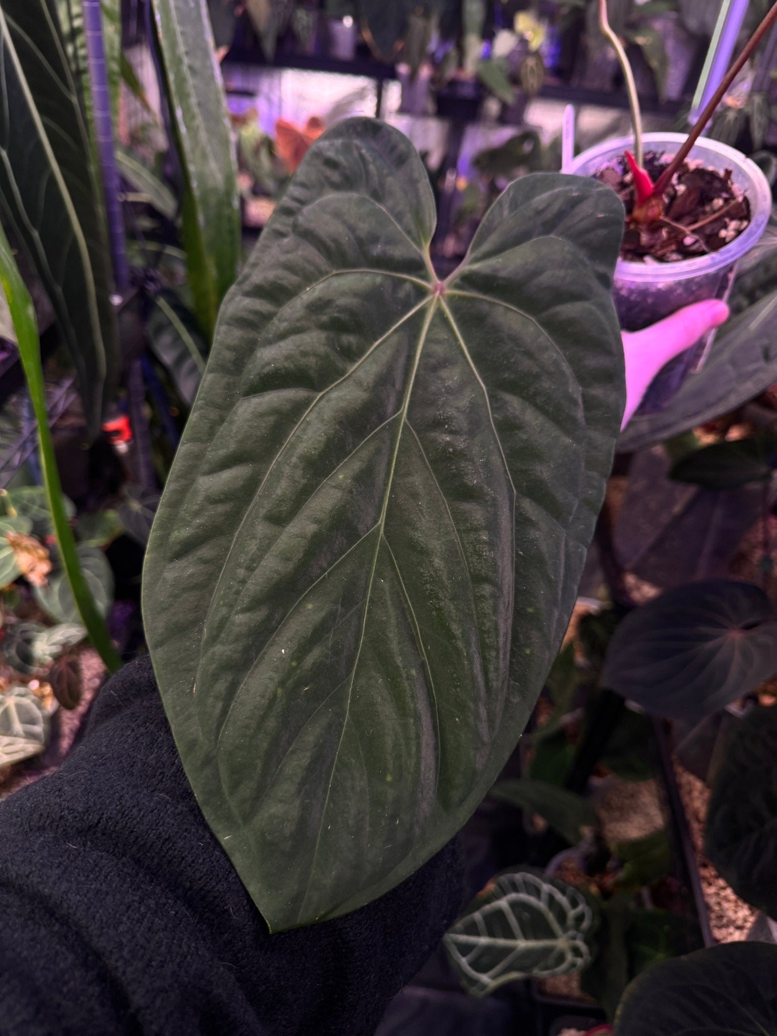 Anthurium Papillilaminum ‘Rubricon’ (Indo) - SMUKHI