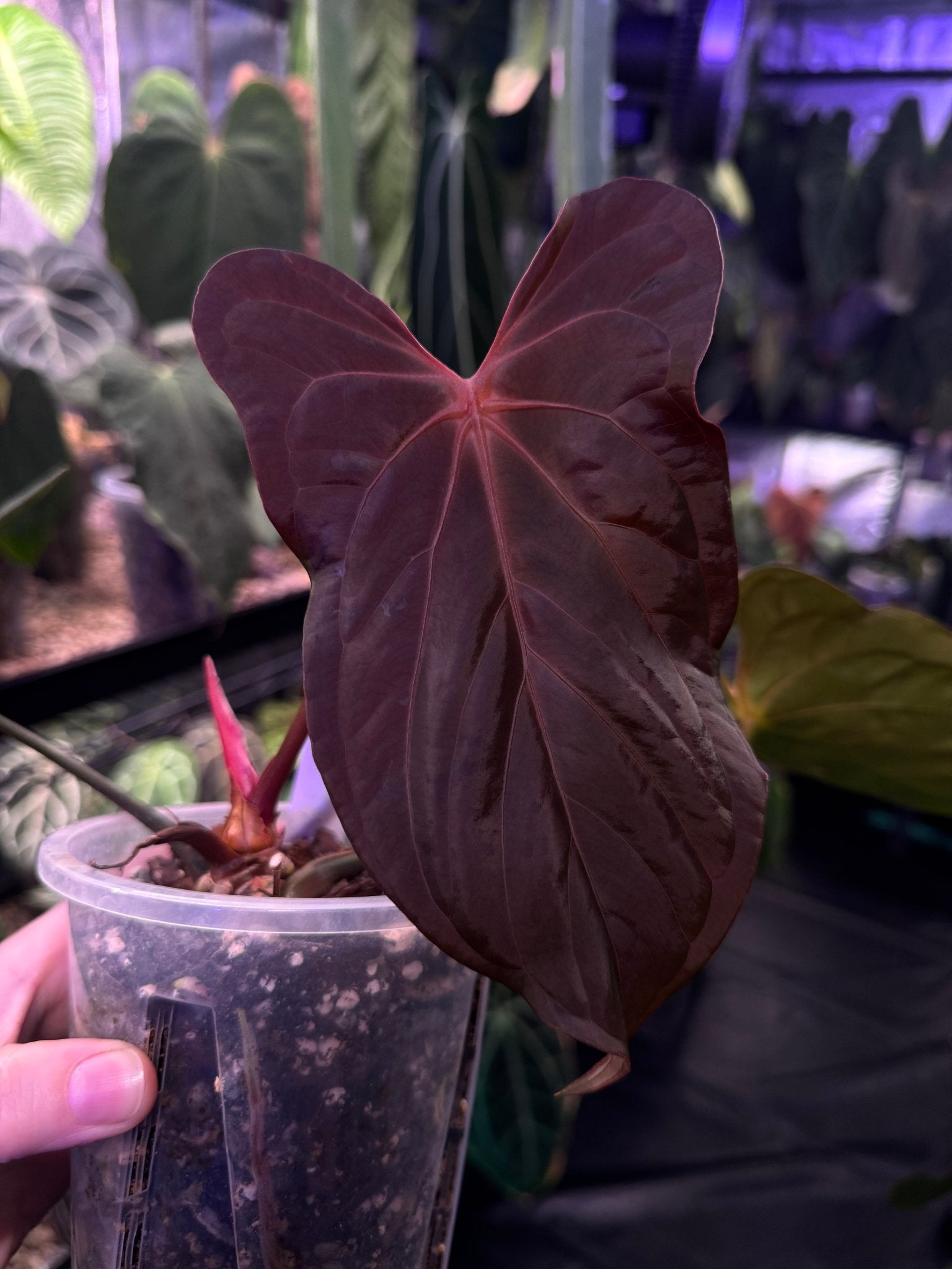 Anthurium Papillilaminum ‘Rubricon’ (Indo) - SMUKHI