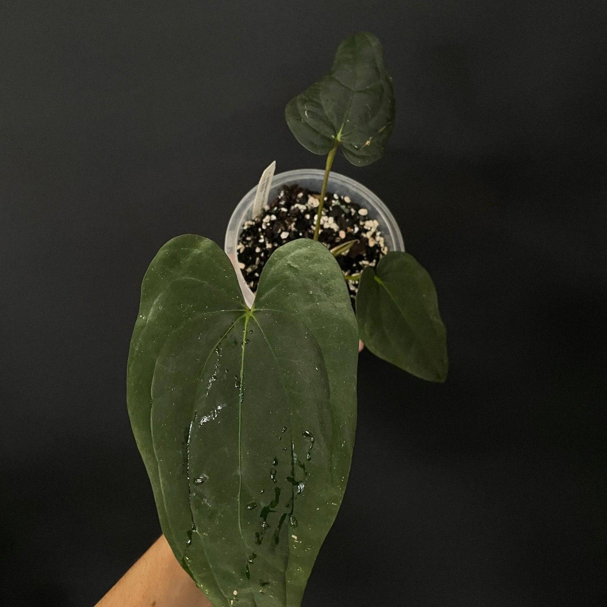 NFS: Anthurium Papillilaminum 