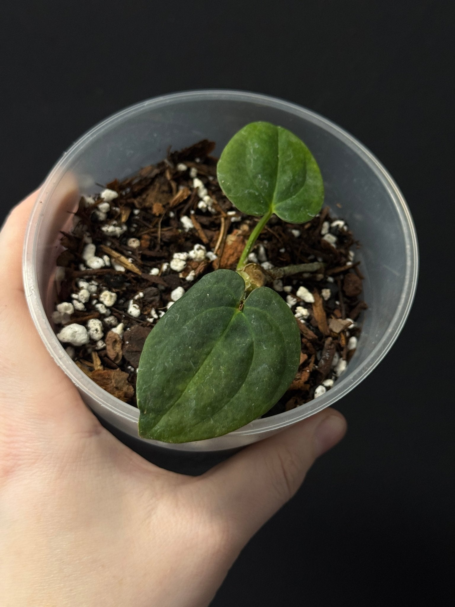 Anthurium Papillilaminum WU2 x Antolakii ‘Mushroom’ - Cutting - SMUKHI