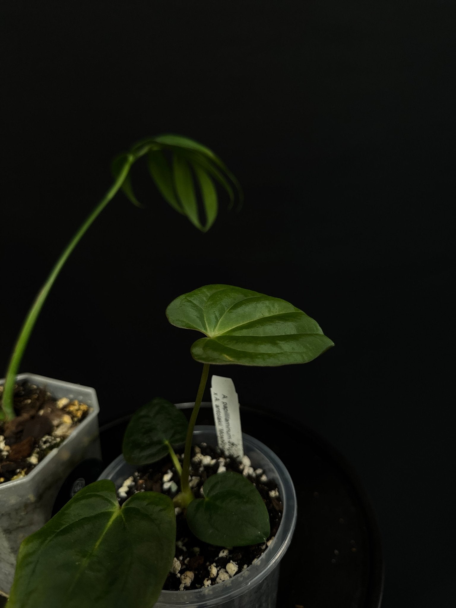 Anthurium Papillilaminum WU2 x Antolakii ‘Mushroom’ - SMUKHI