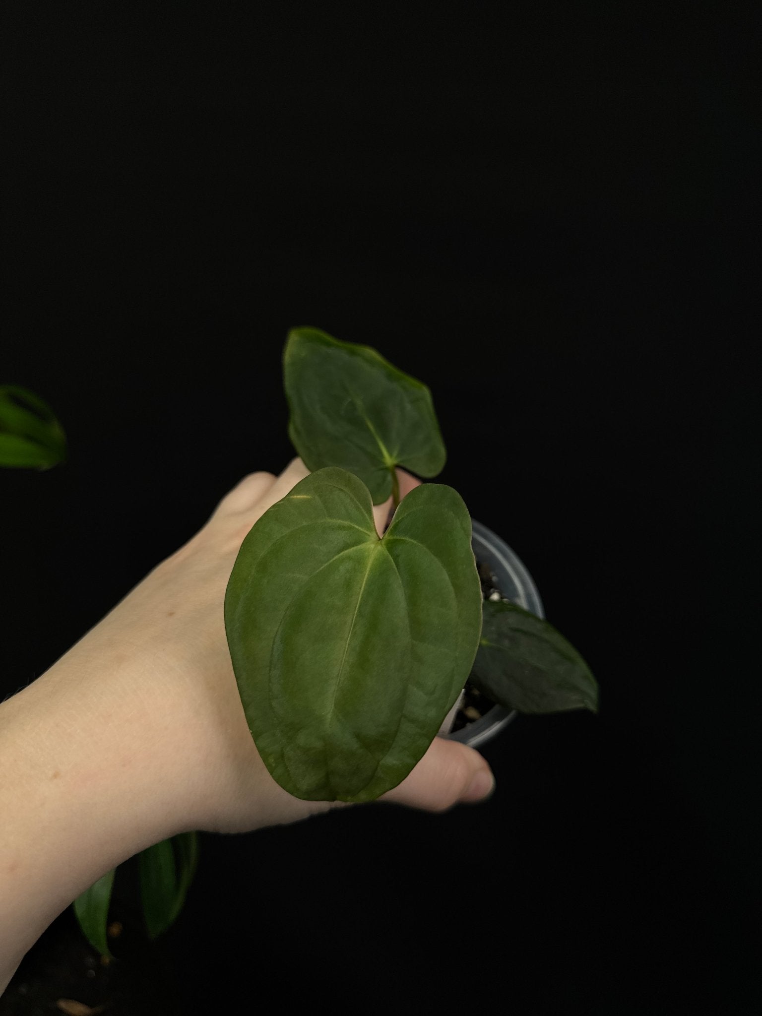 Anthurium Papillilaminum WU2 x Antolakii ‘Mushroom’ - SMUKHI