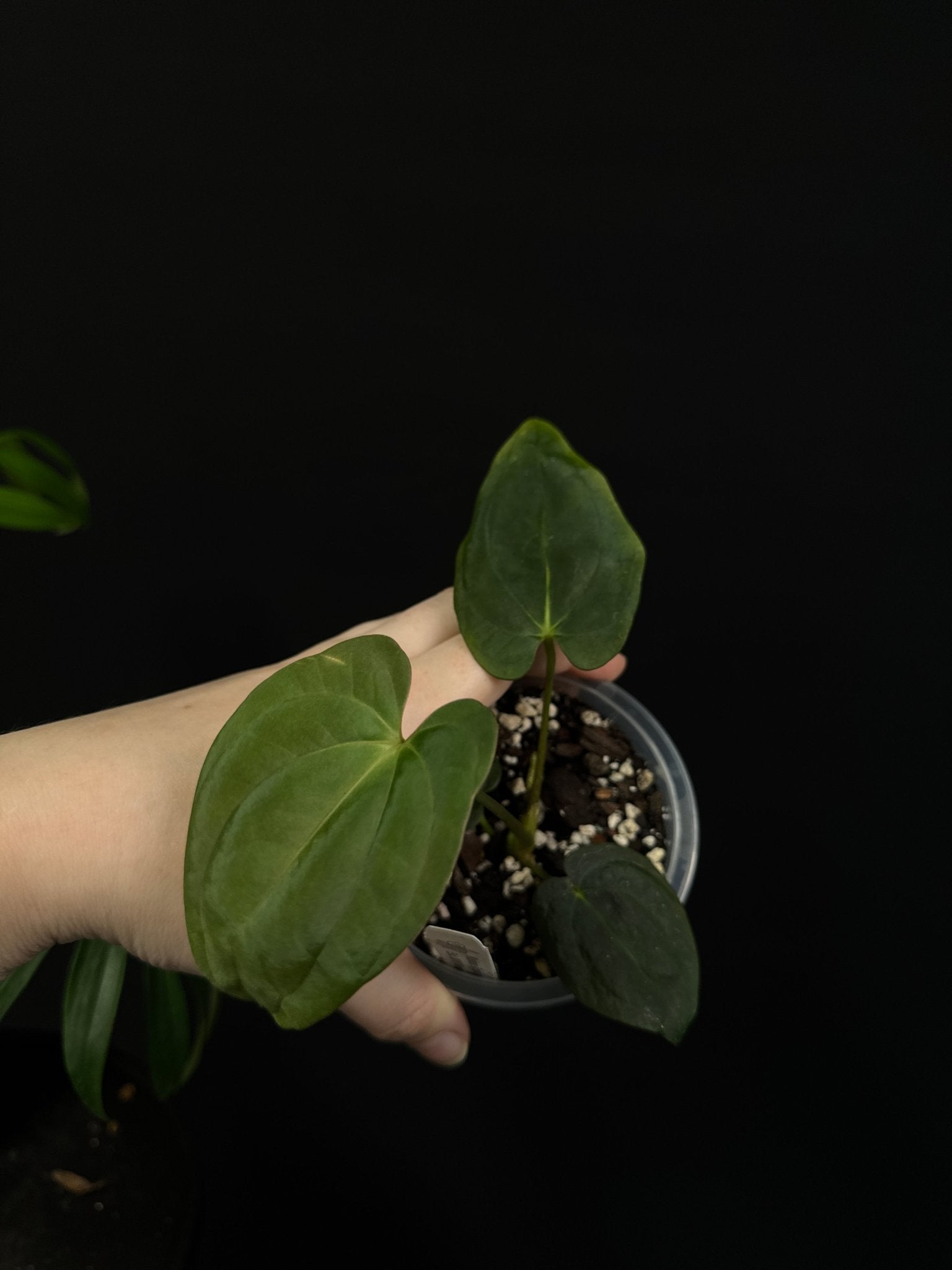 Anthurium Papillilaminum WU2 x Antolakii ‘Mushroom’ - SMUKHI