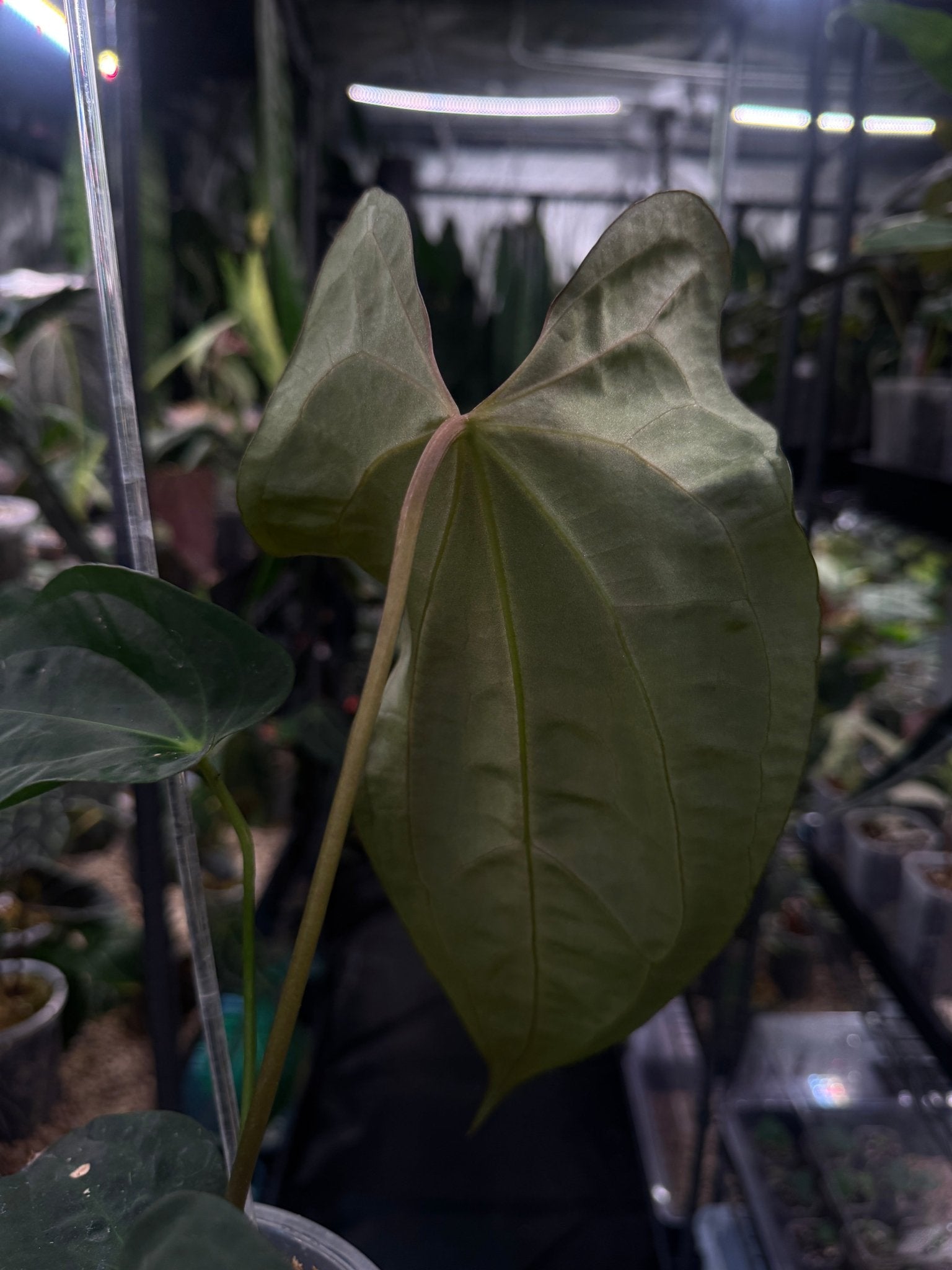 Anthurium Papillilaminum WU2 x Antolakii ‘Mushroom’ - SMUKHI