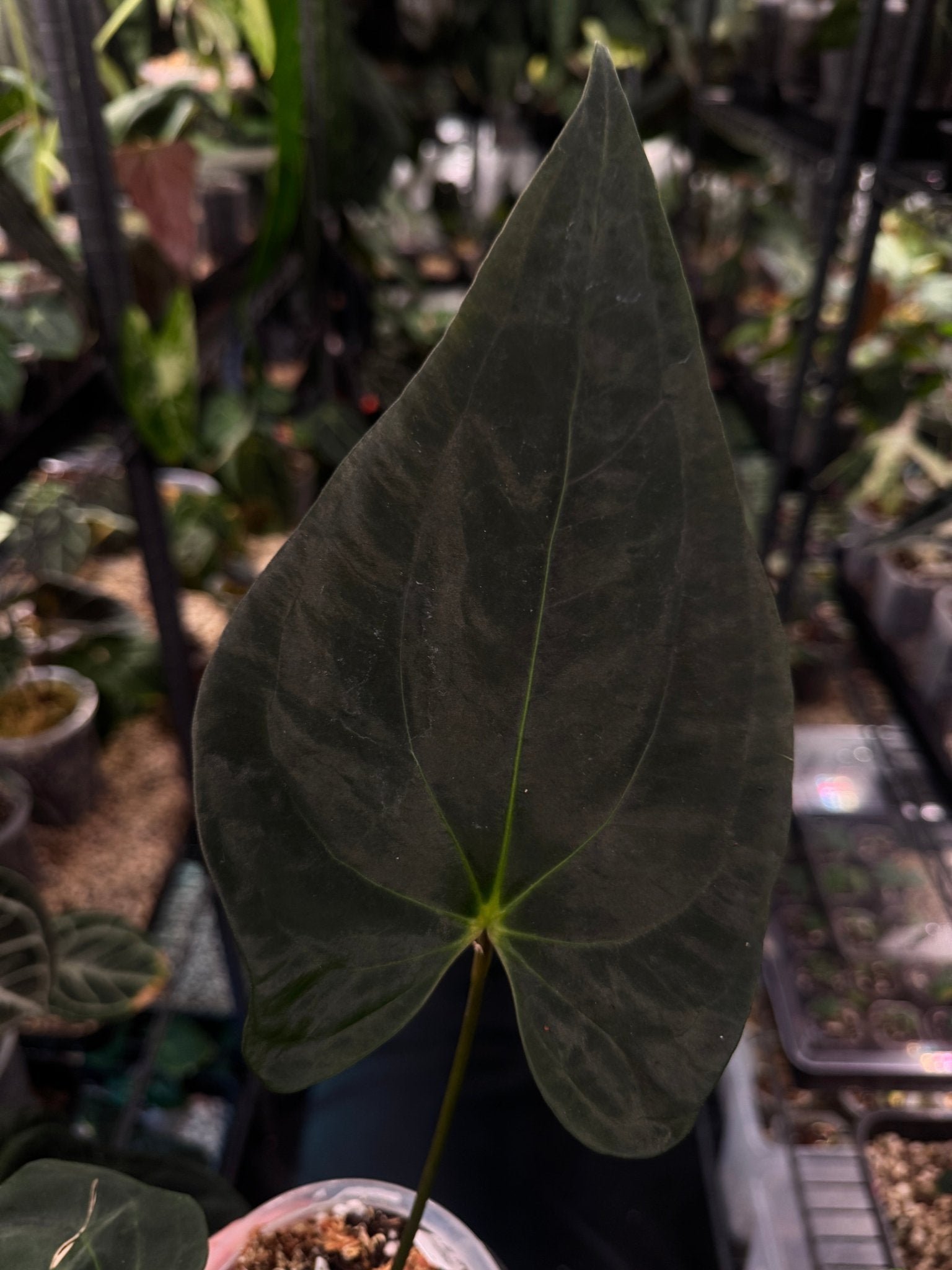 Anthurium Papillilaminum WU2 x Antolakii ‘Mushroom’ - SMUKHI