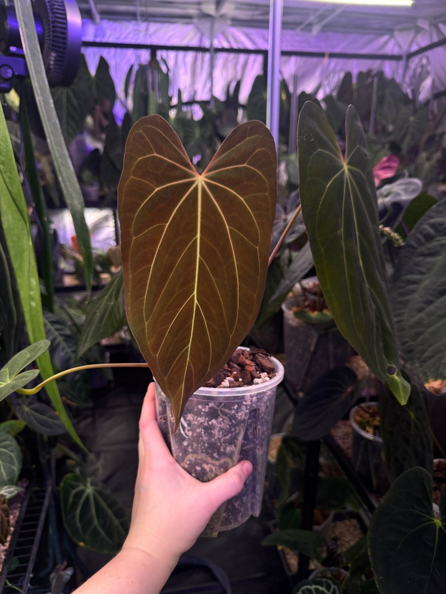 Anthurium Papillilaminum x - SMUKHI