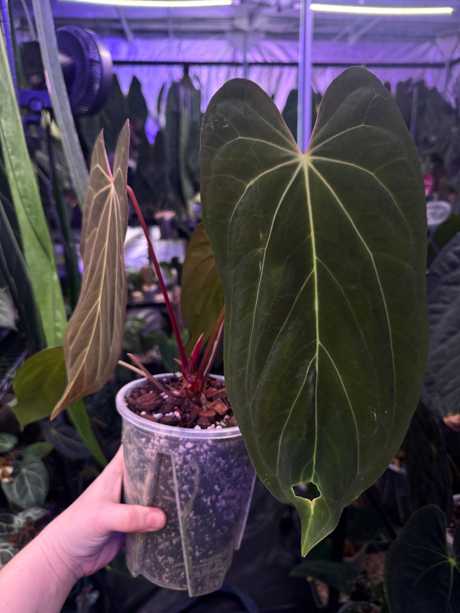 Anthurium Papillilaminum x - SMUKHI