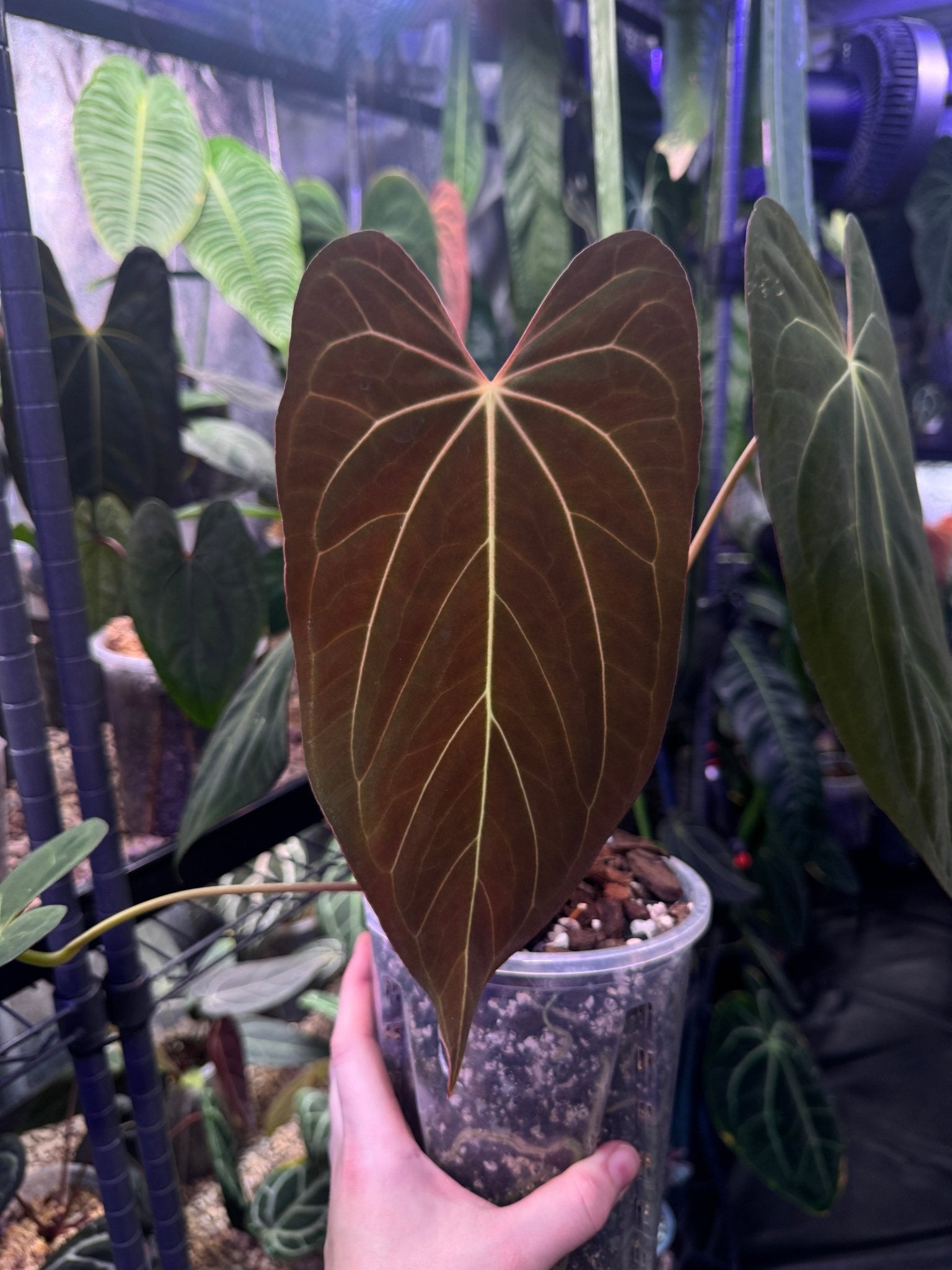 Anthurium Papillilaminum x - SMUKHI