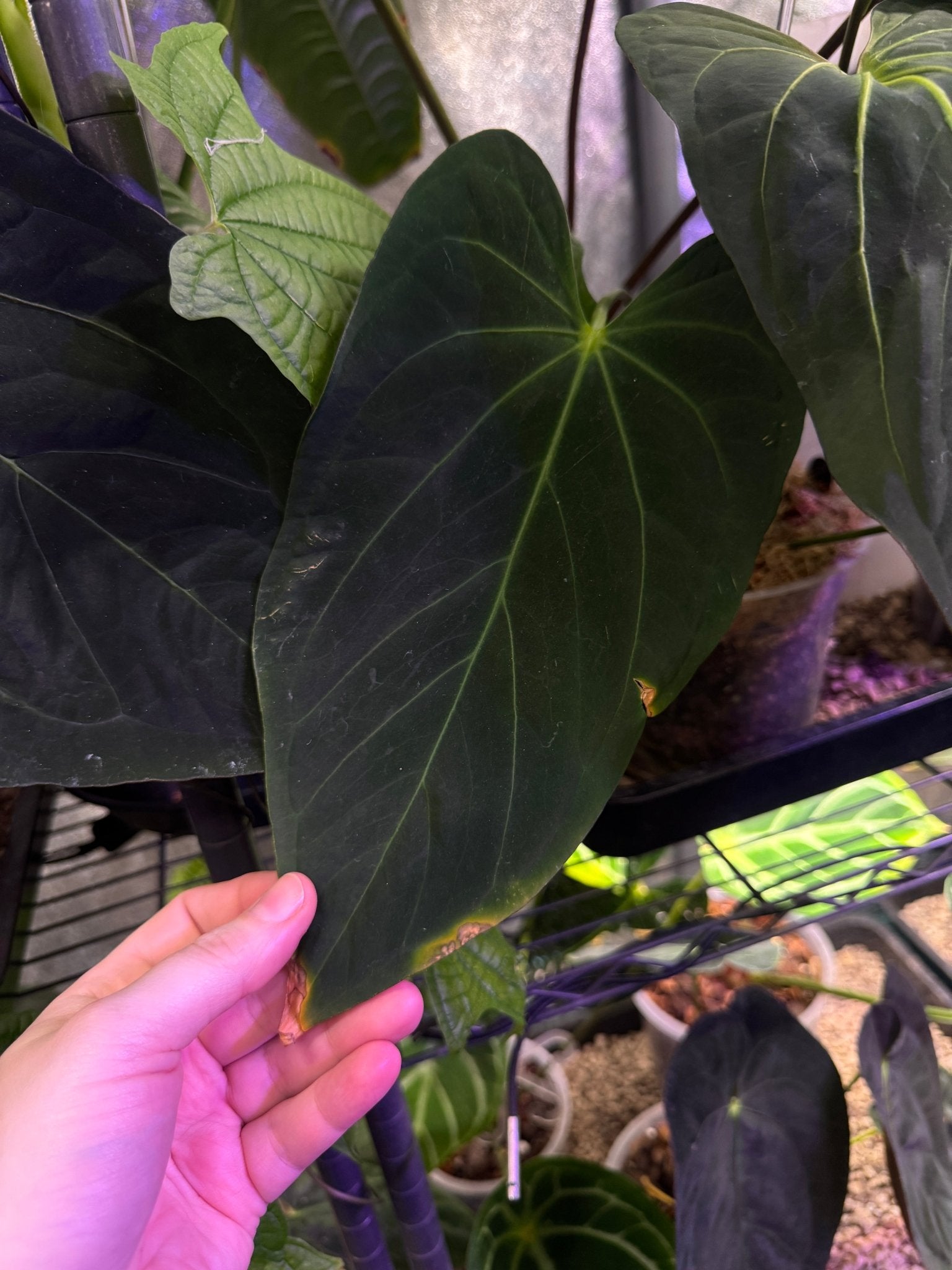 Anthurium Papillilaminum x - SMUKHI