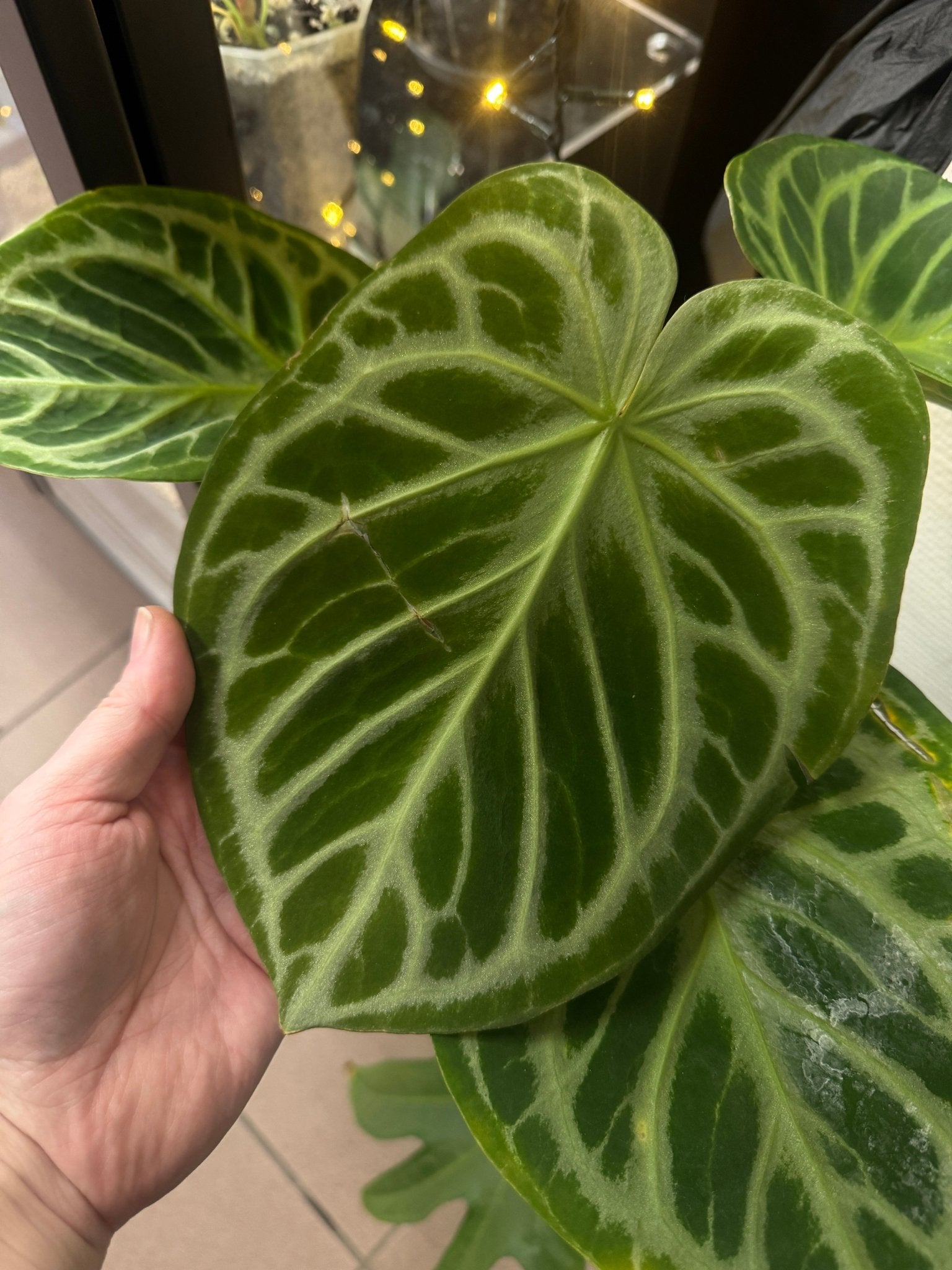 Anthurium (Papillilaminum x) x Silver Blush - Seeds - SMUKHI