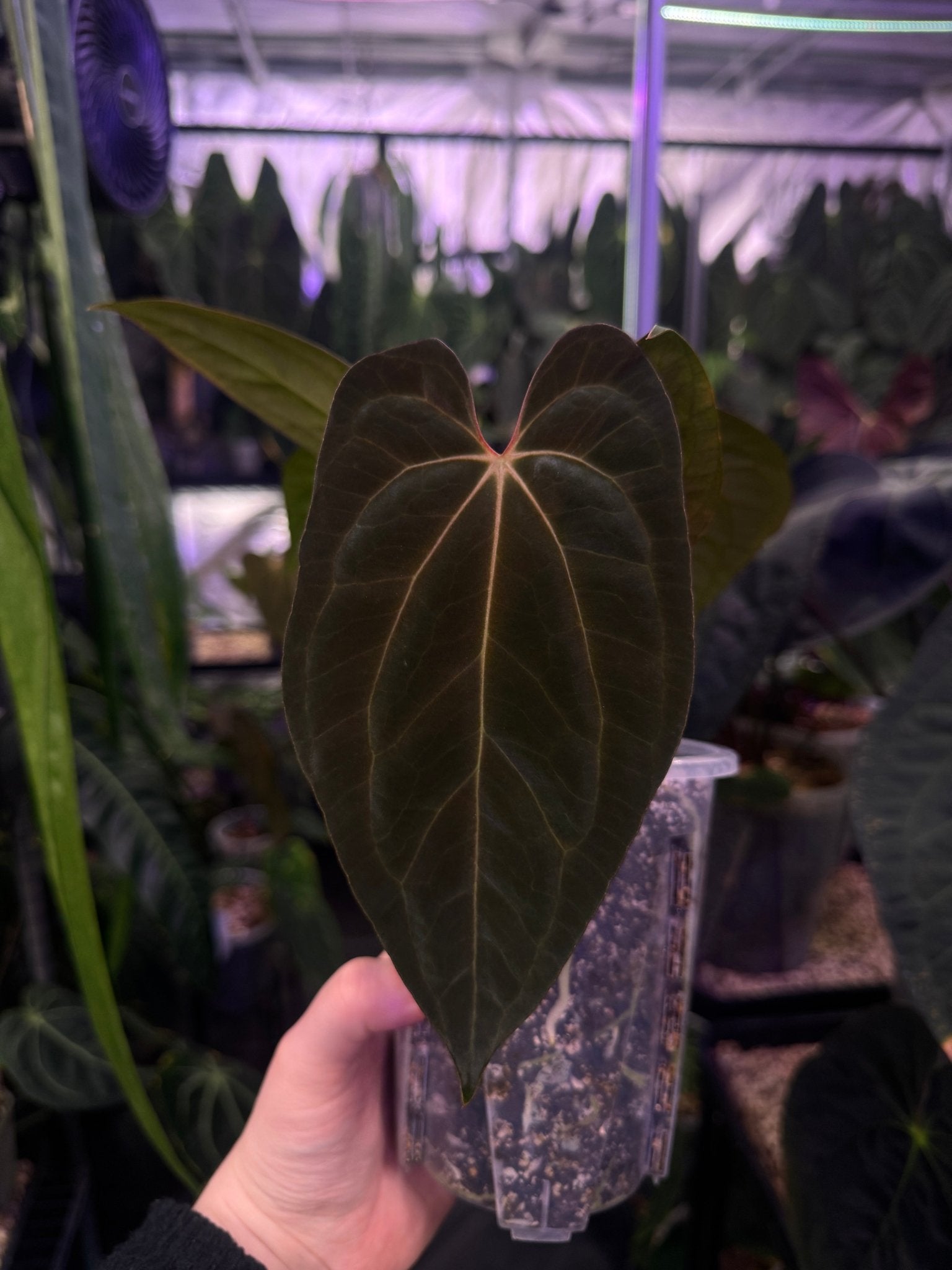 Anthurium Papillilaminum XOne - SMUKHI