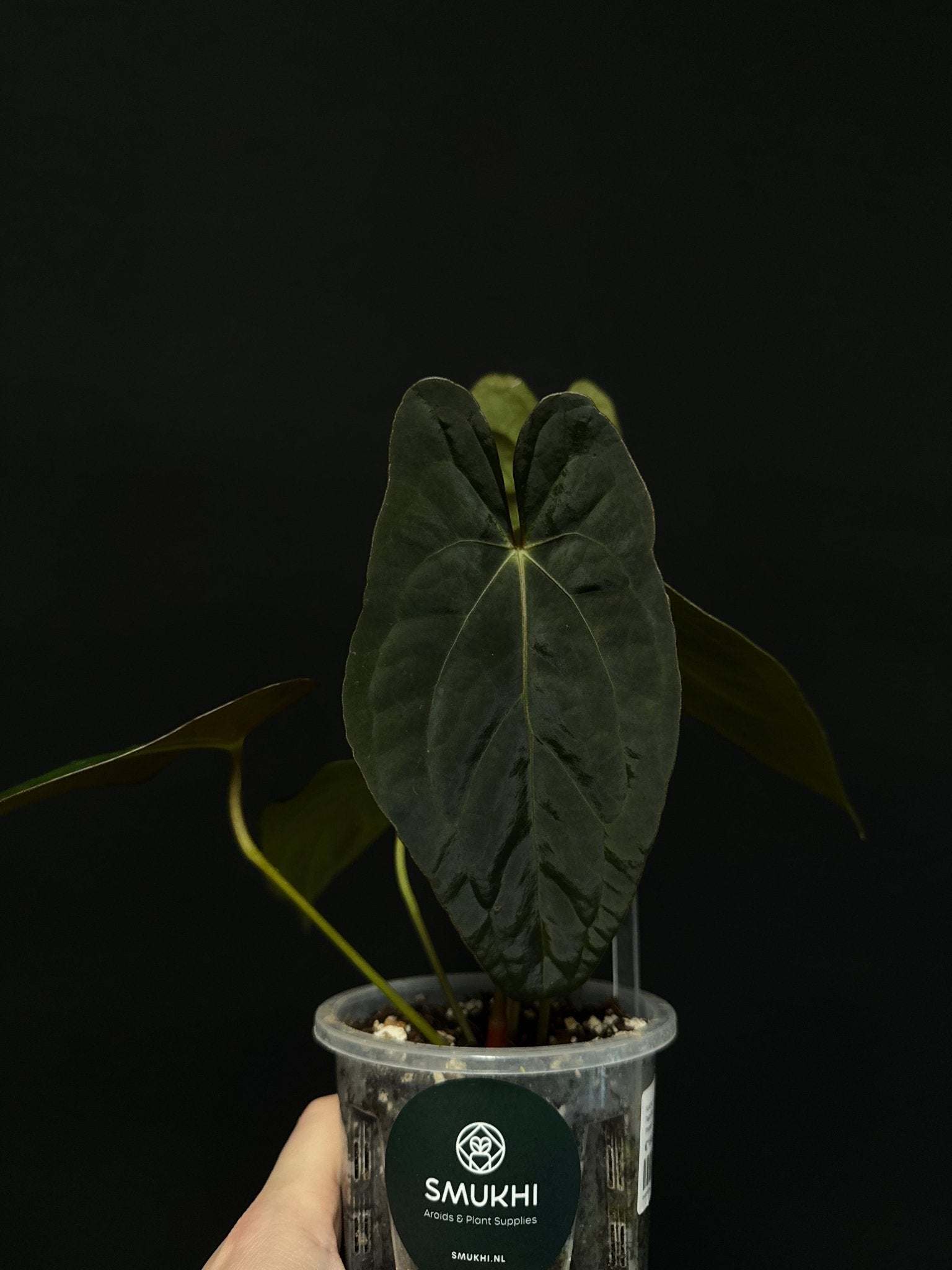 Anthurium Papillilaminum XOne x Dark Phoenix - Clone - SMUKHI