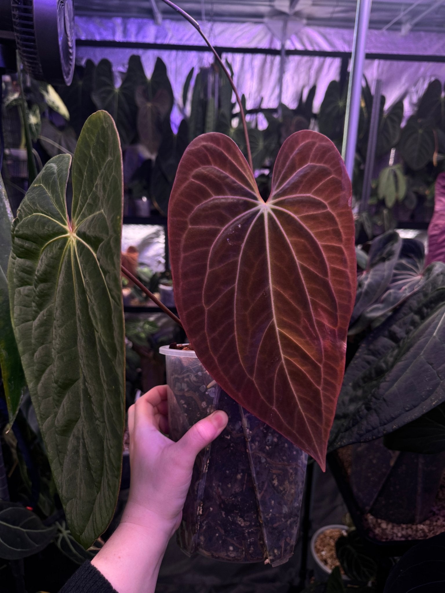 Anthurium Papillilaminum XOne x XOne - SMUKHI