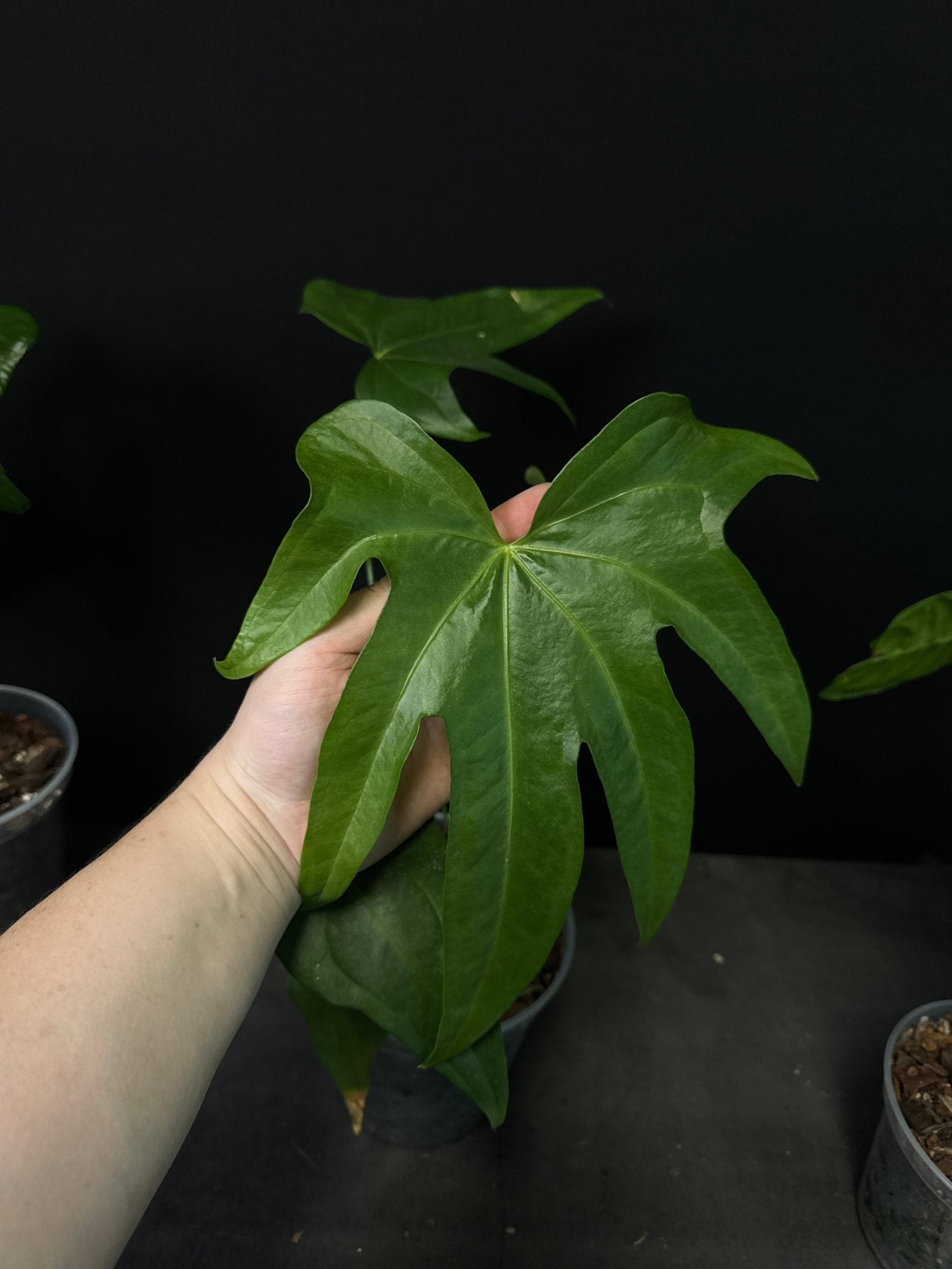 Anthurium Pedatoradiatum - SMUKHI