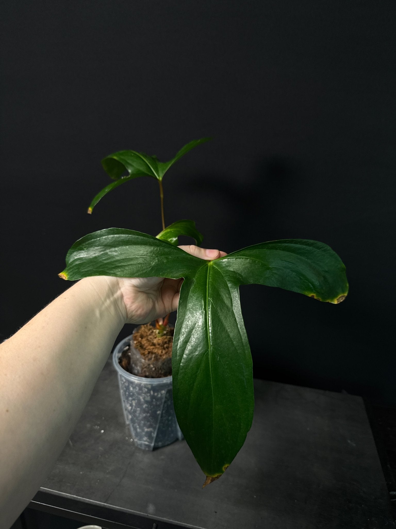 Anthurium Pinkleyi [B - Grade] - SMUKHI