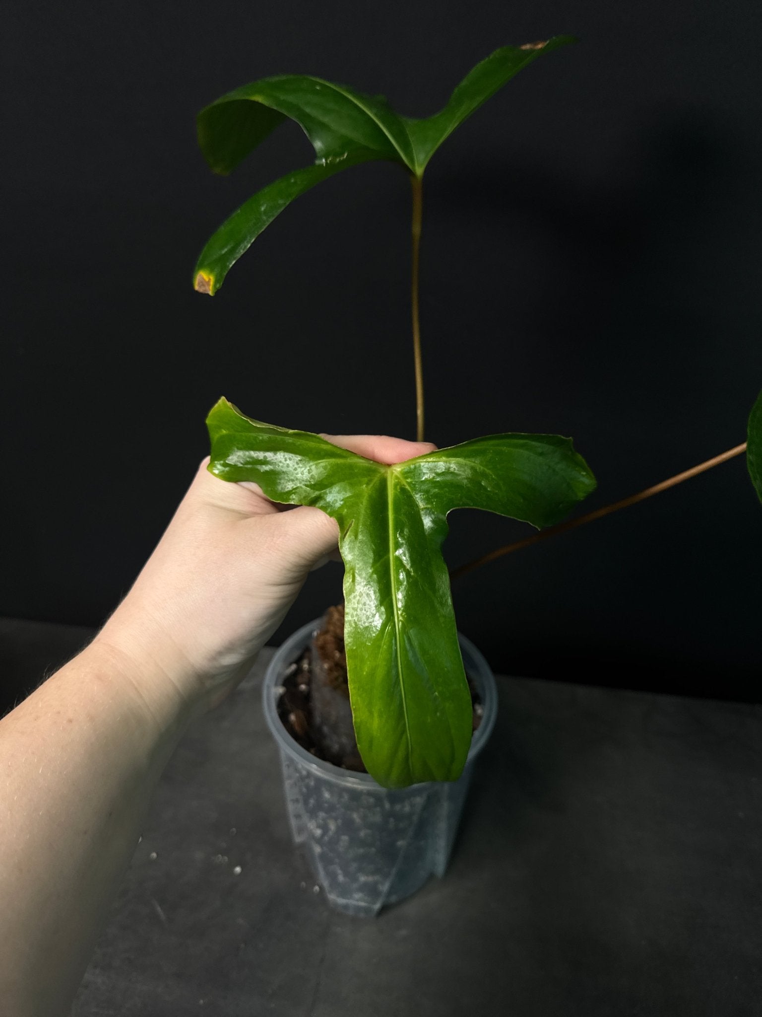 Anthurium Pinkleyi [B - Grade] - SMUKHI