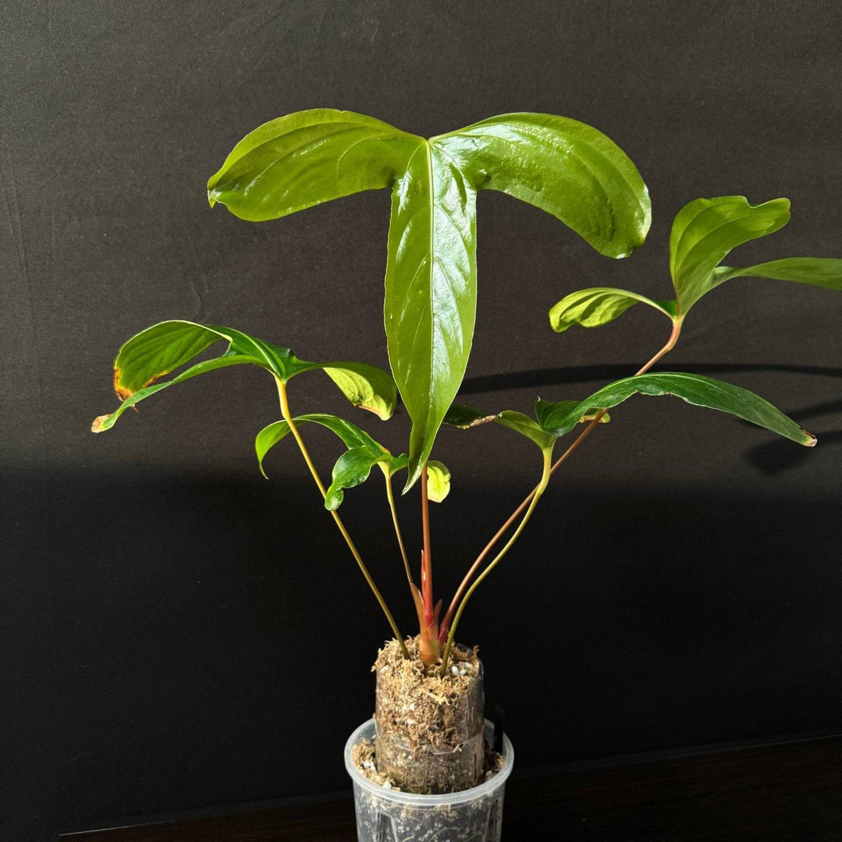 NFS: Anthurium Pinkleyi