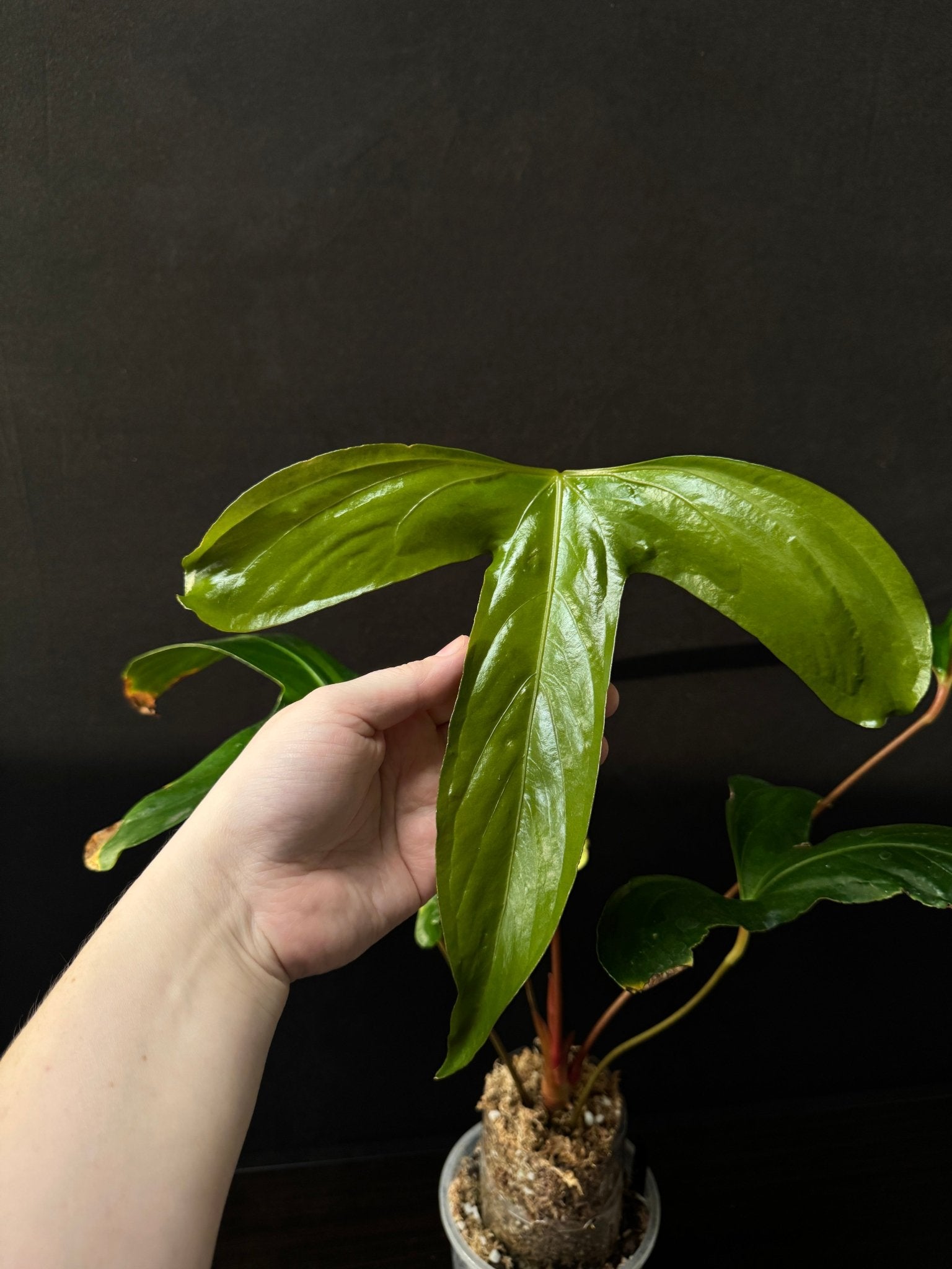 Anthurium Pinkleyi - SMUKHI