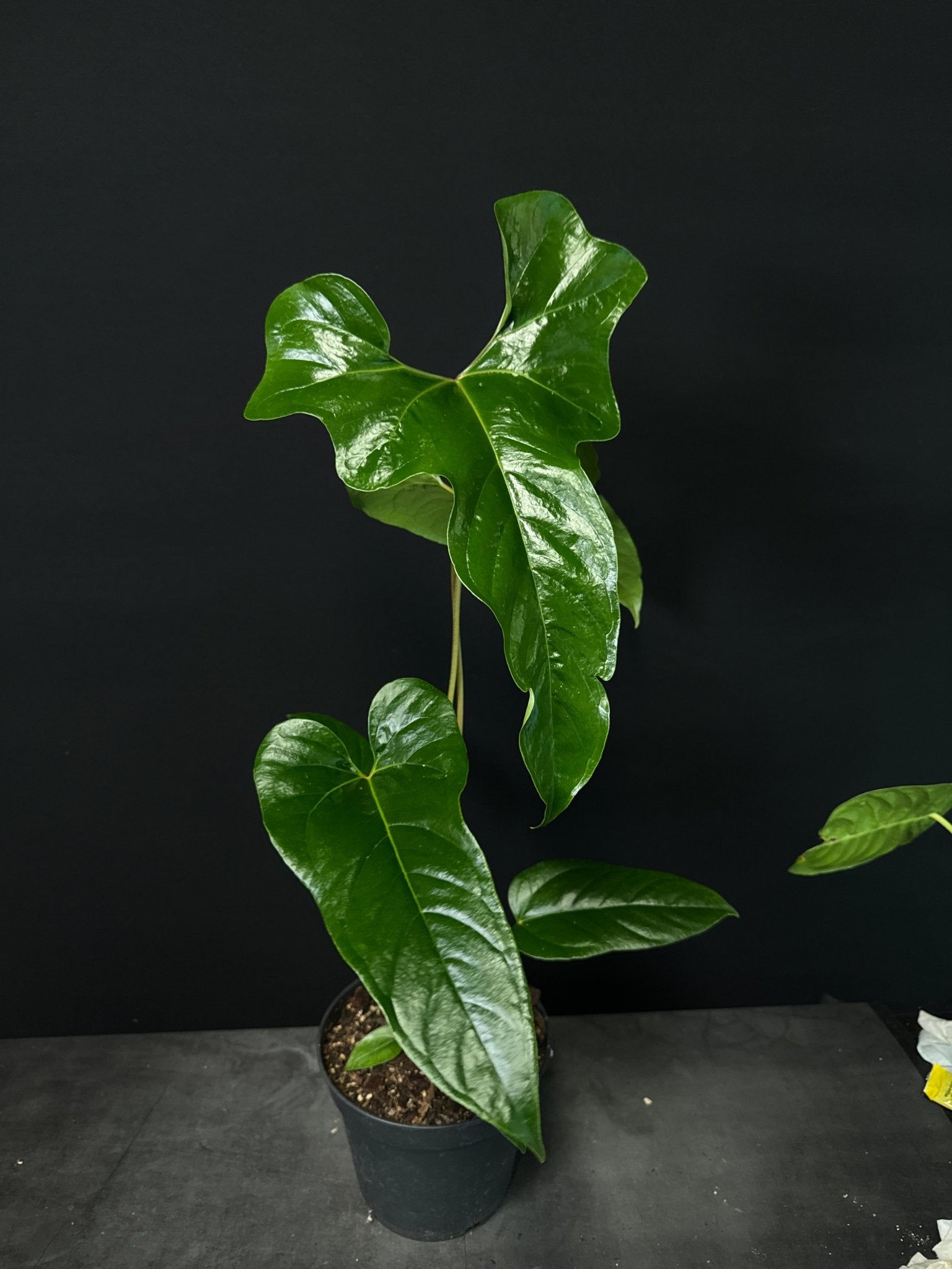 Anthurium Podophyllum - SMUKHI