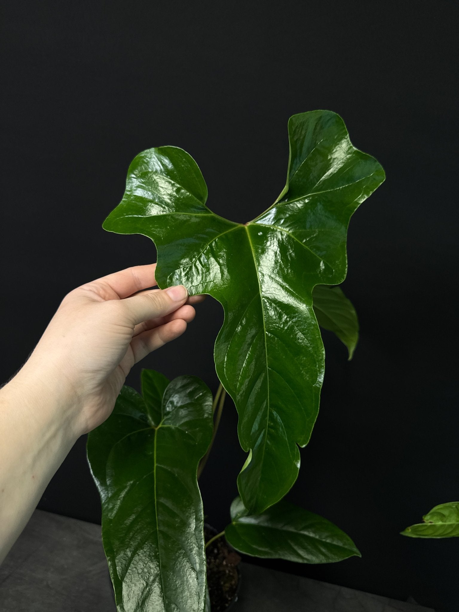 Anthurium Podophyllum - SMUKHI