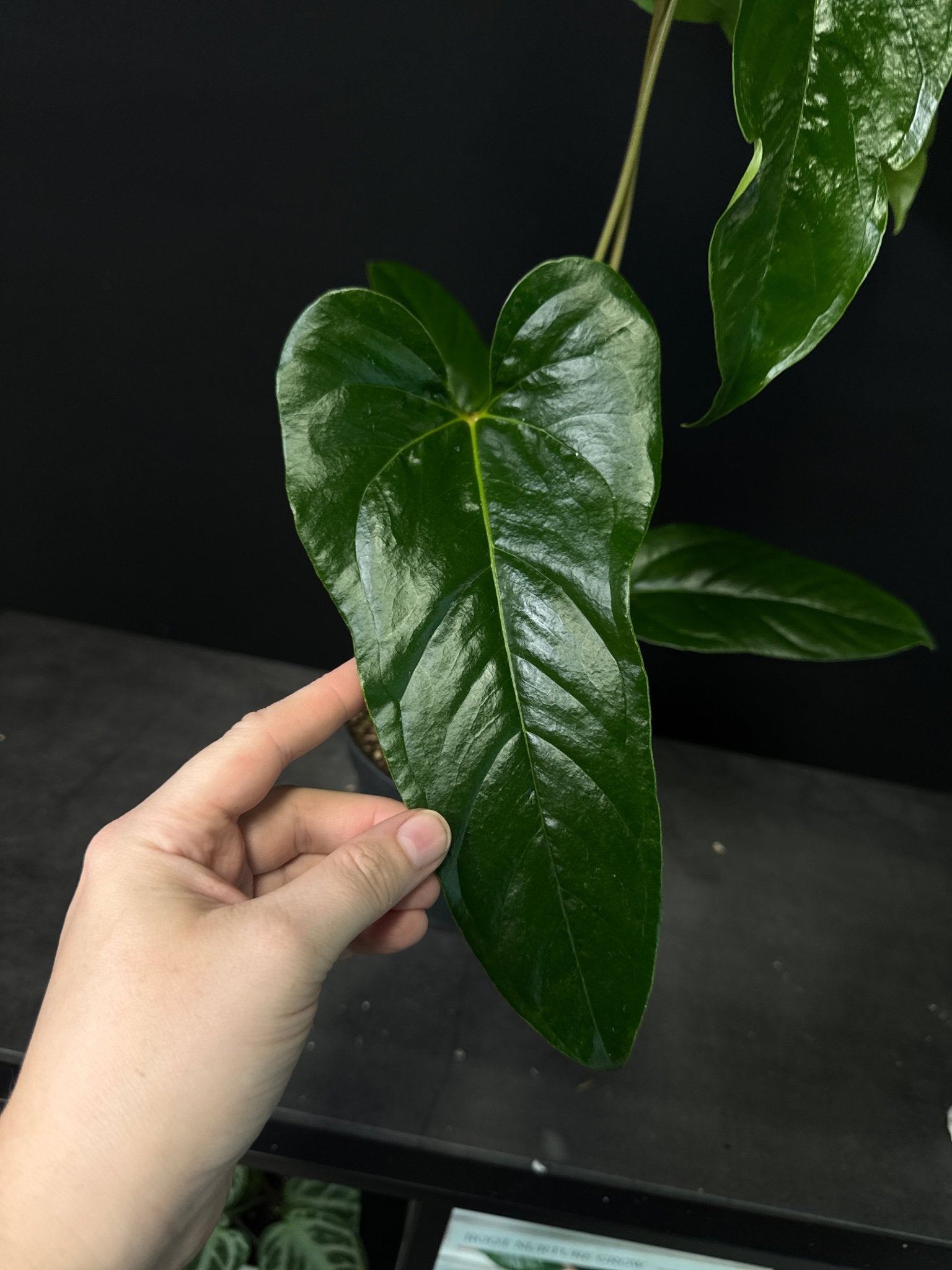 Anthurium Podophyllum - SMUKHI