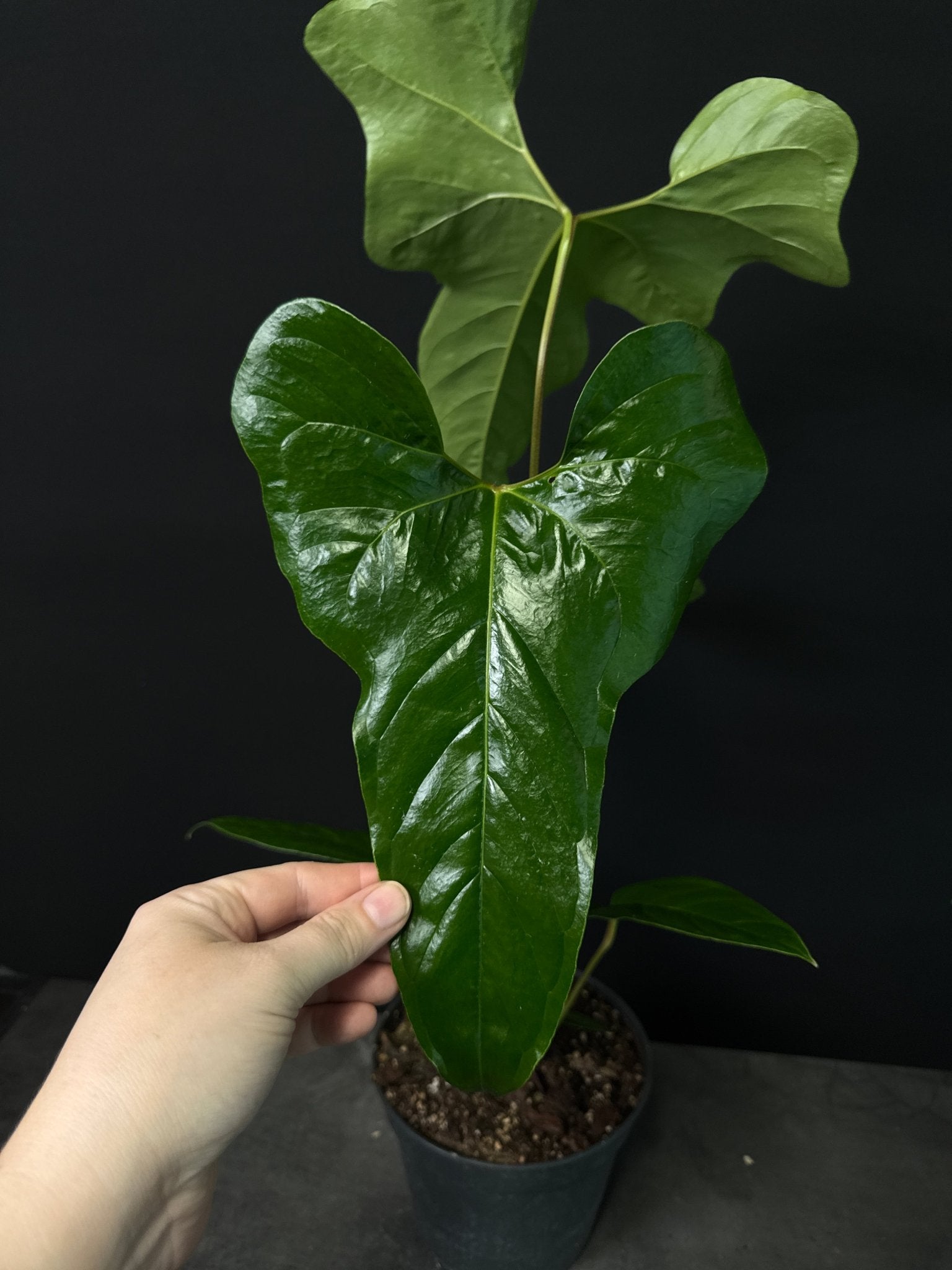 Anthurium Podophyllum - SMUKHI