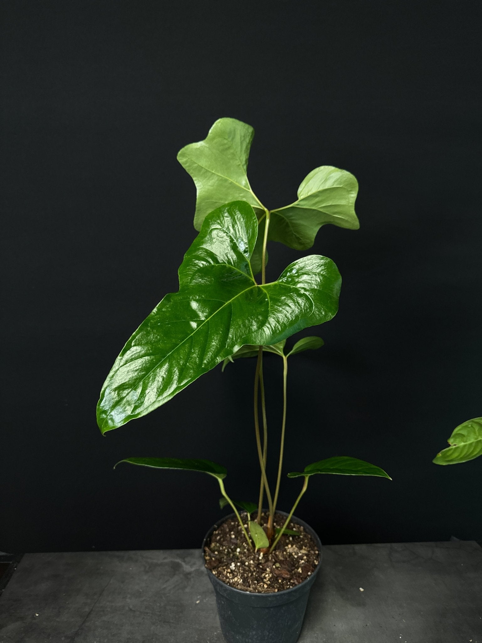 Anthurium Podophyllum - SMUKHI