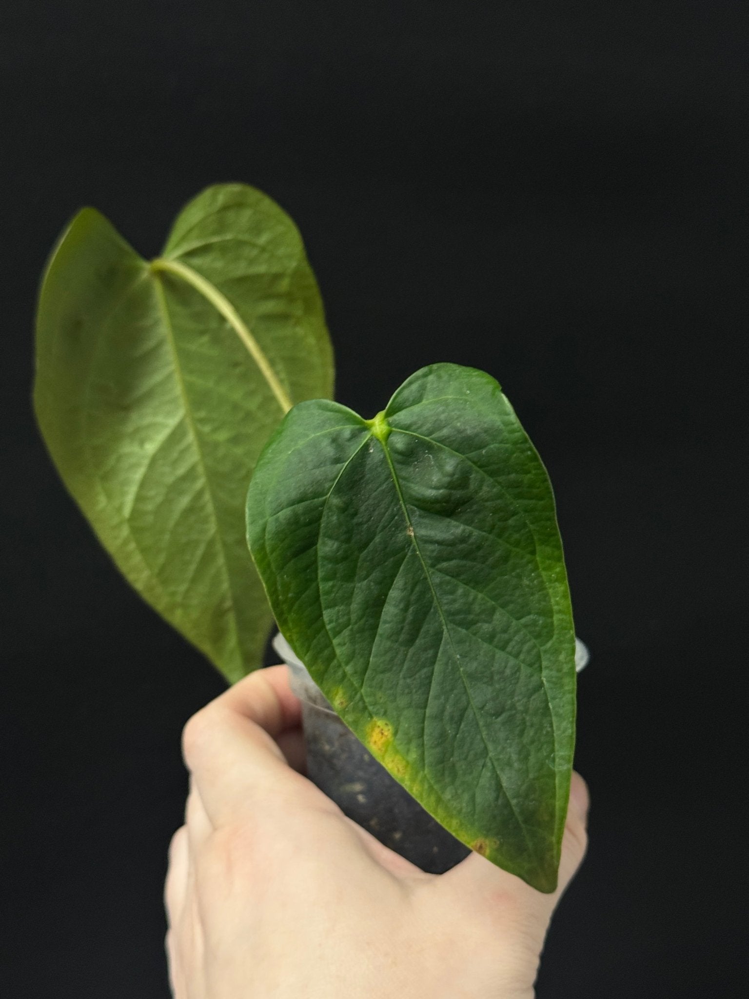 Anthurium Queen of Hearts - SMUKHI