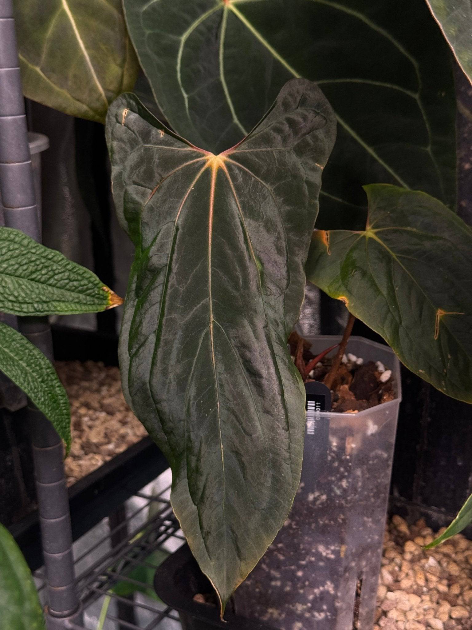 Anthurium Ralph Lynam / アンスリウム・ラルフ・リナム③ Anthurium Ralph Lynam x Self – HappiestPlants