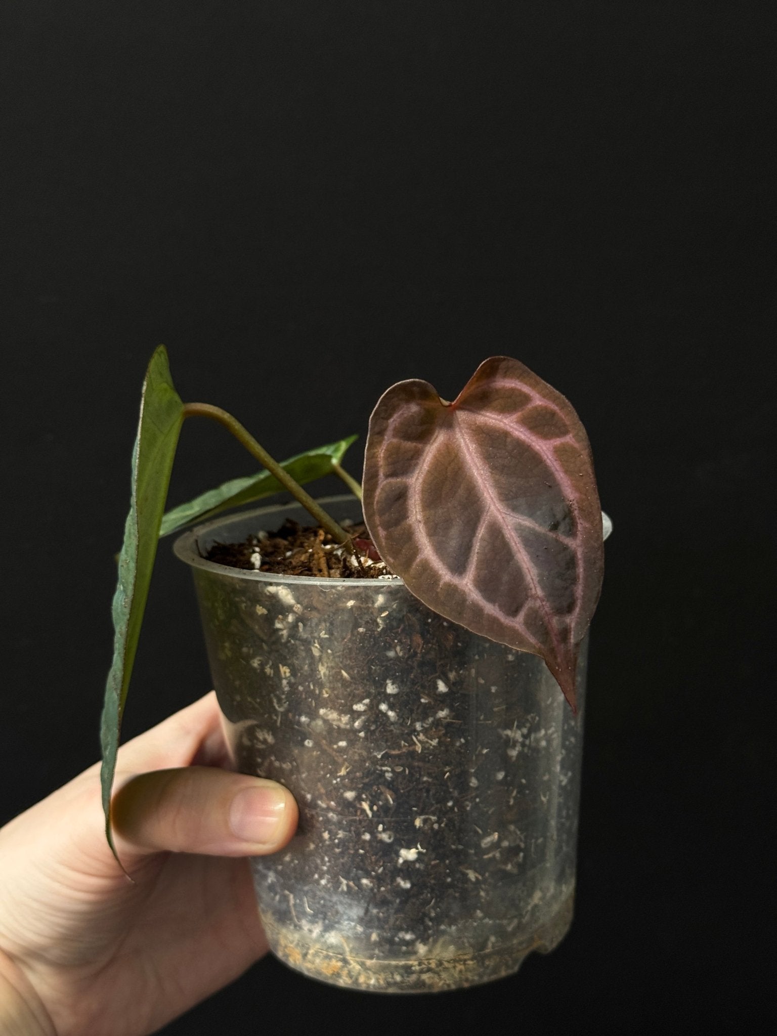 Anthurium Red Crystallinum WU4 x self - SMUKHI