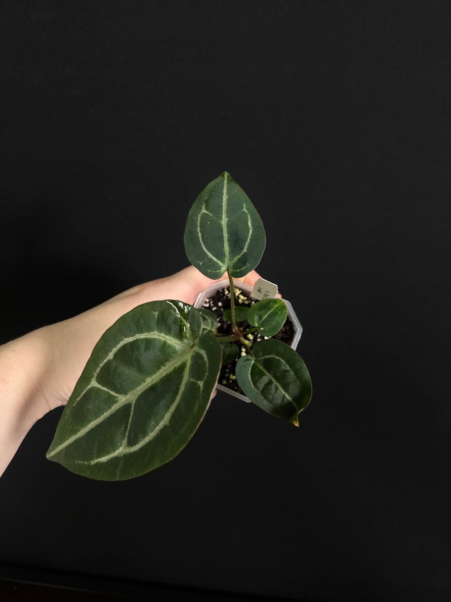 Anthurium Red Crystallinum x self - SMUKHI