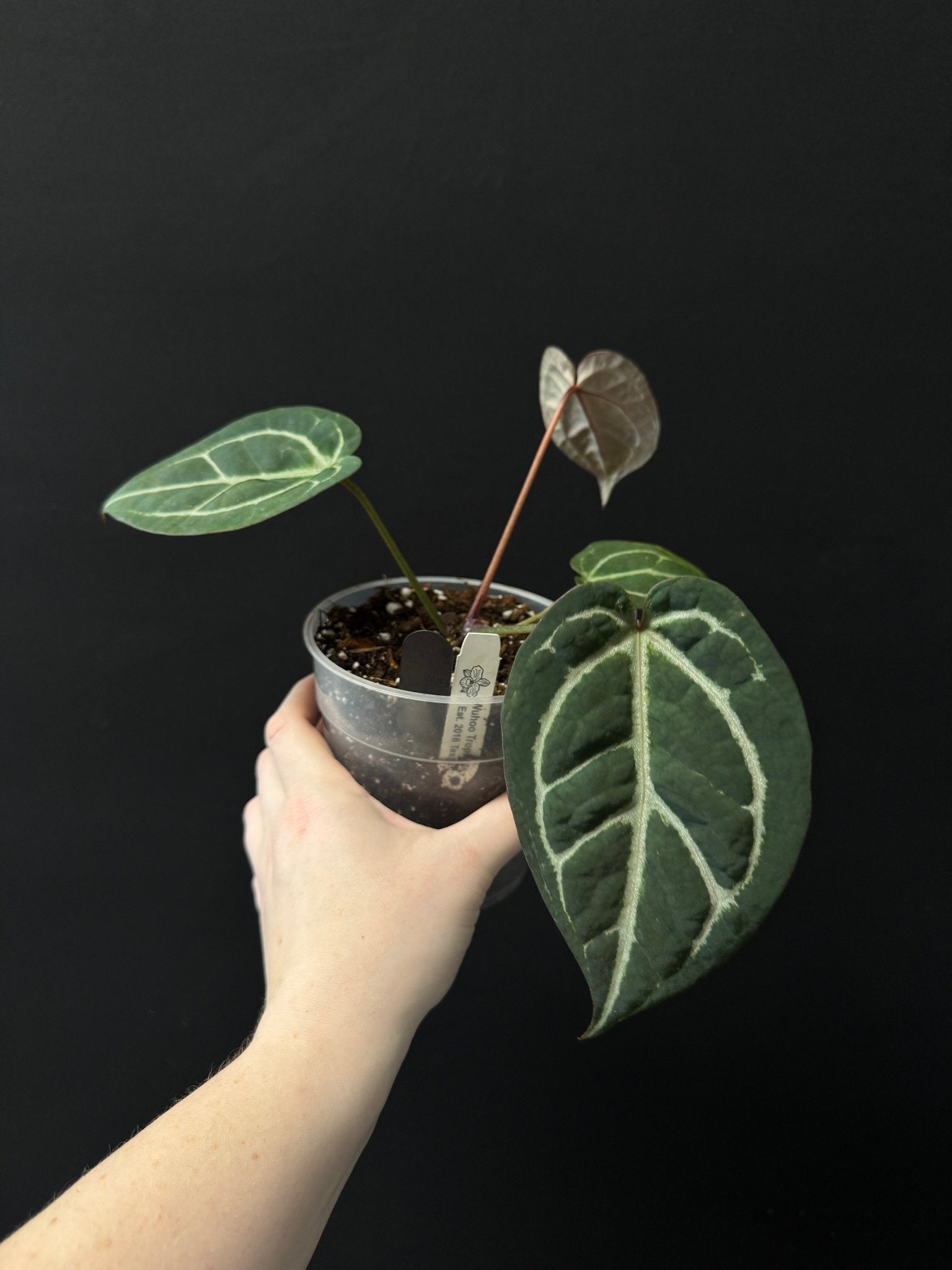 Anthurium Red Crystallinum x self - SMUKHI