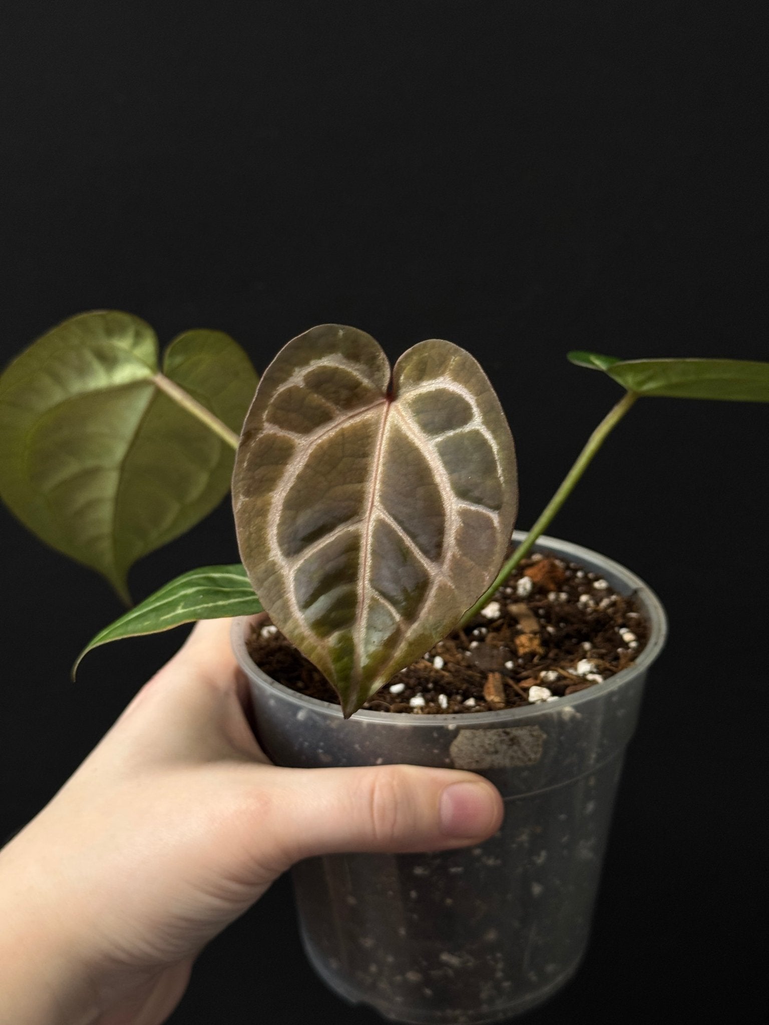 Anthurium Red Crystallinum x self - SMUKHI