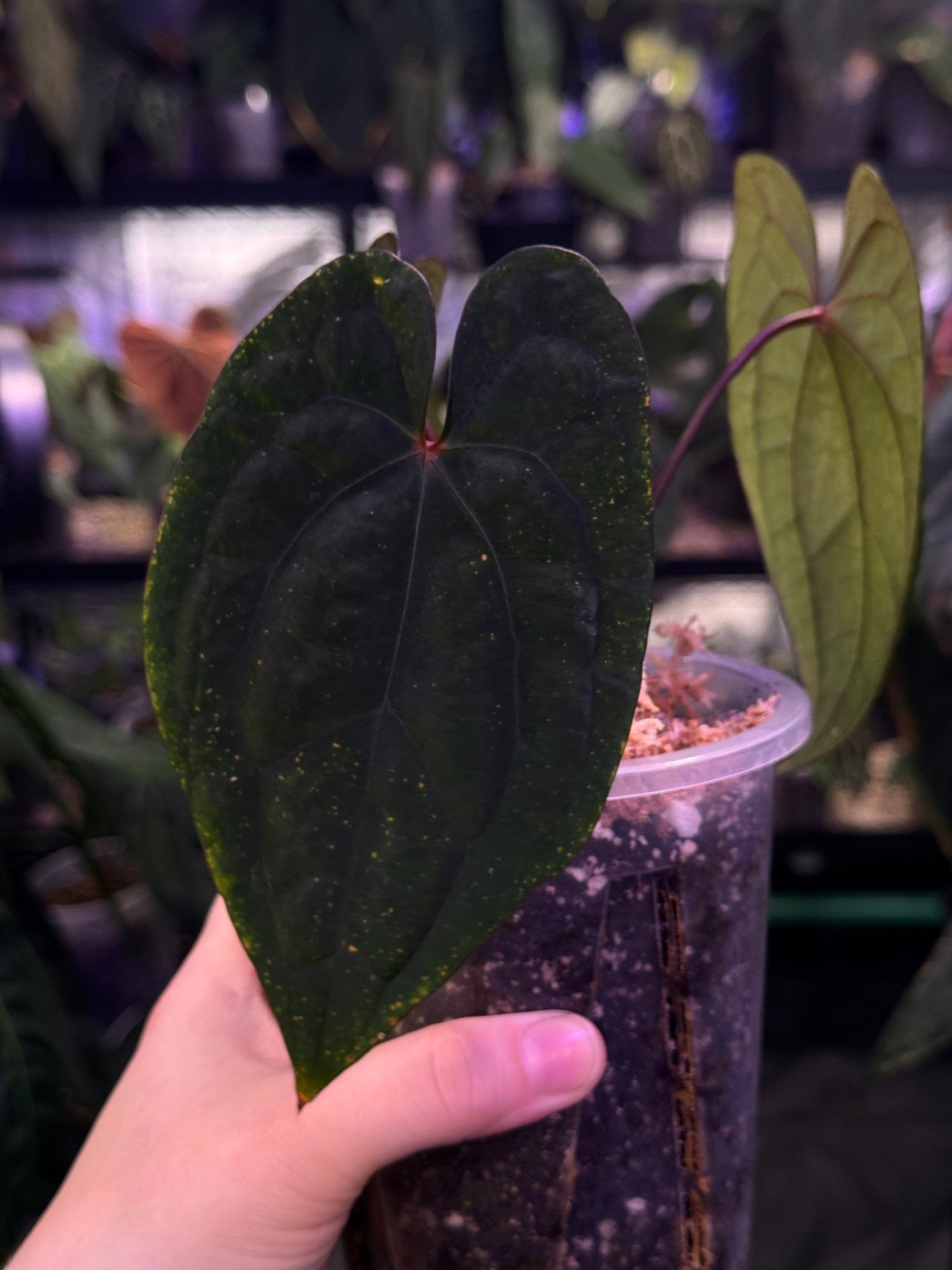 Anthurium Red Vein Dark Phoenix - Clone - SMUKHI