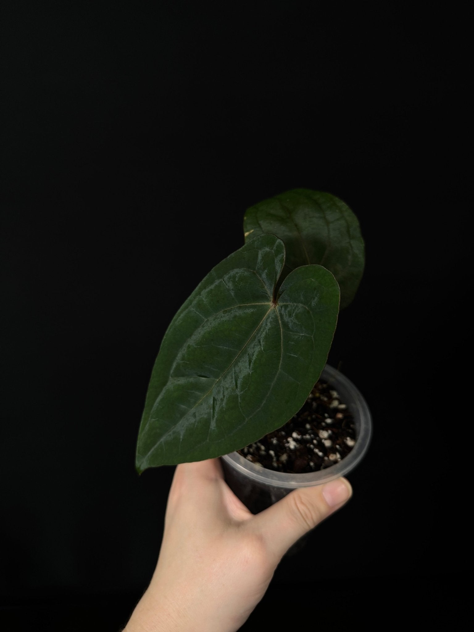 Anthurium Red Vein Dark Phoenix - Clone - SMUKHI