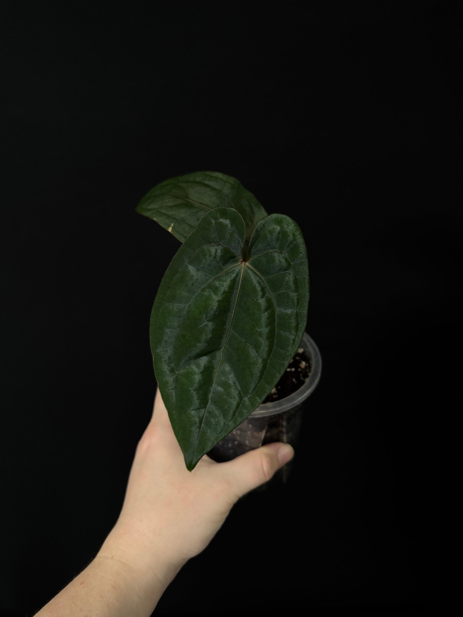 Anthurium Red Vein Dark Phoenix - Clone - SMUKHI