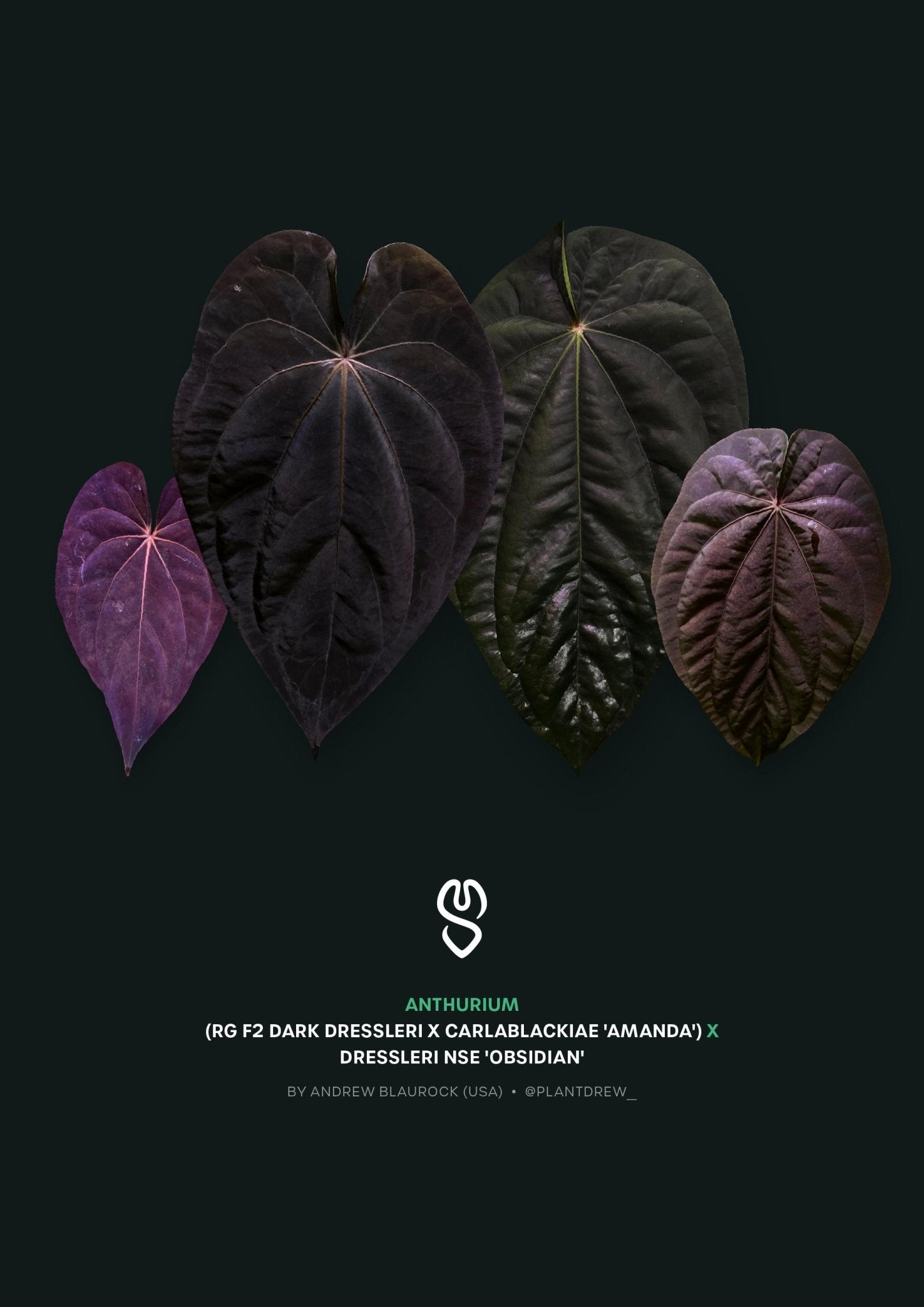 Anthurium (RG F2 Dark Dressleri x Carlablackiae 'Amanda') x Dressleri NSE 'Obsidian' - SMUKHI