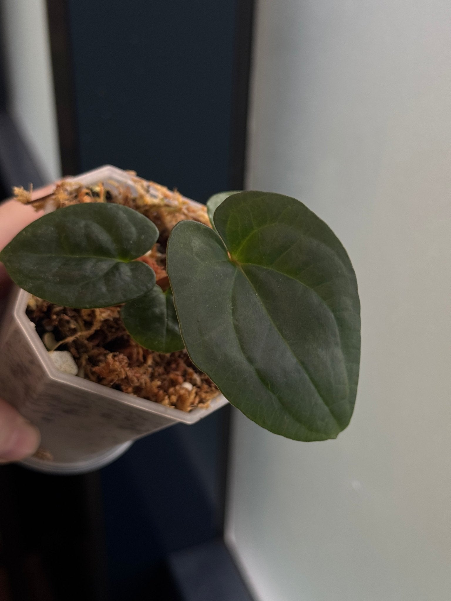 Anthurium (RG F2 Dark Dressleri x Carlablackiae 'Amanda') x (Dressleri 'Oliver' x BVEP 'Felix') - SMUKHI